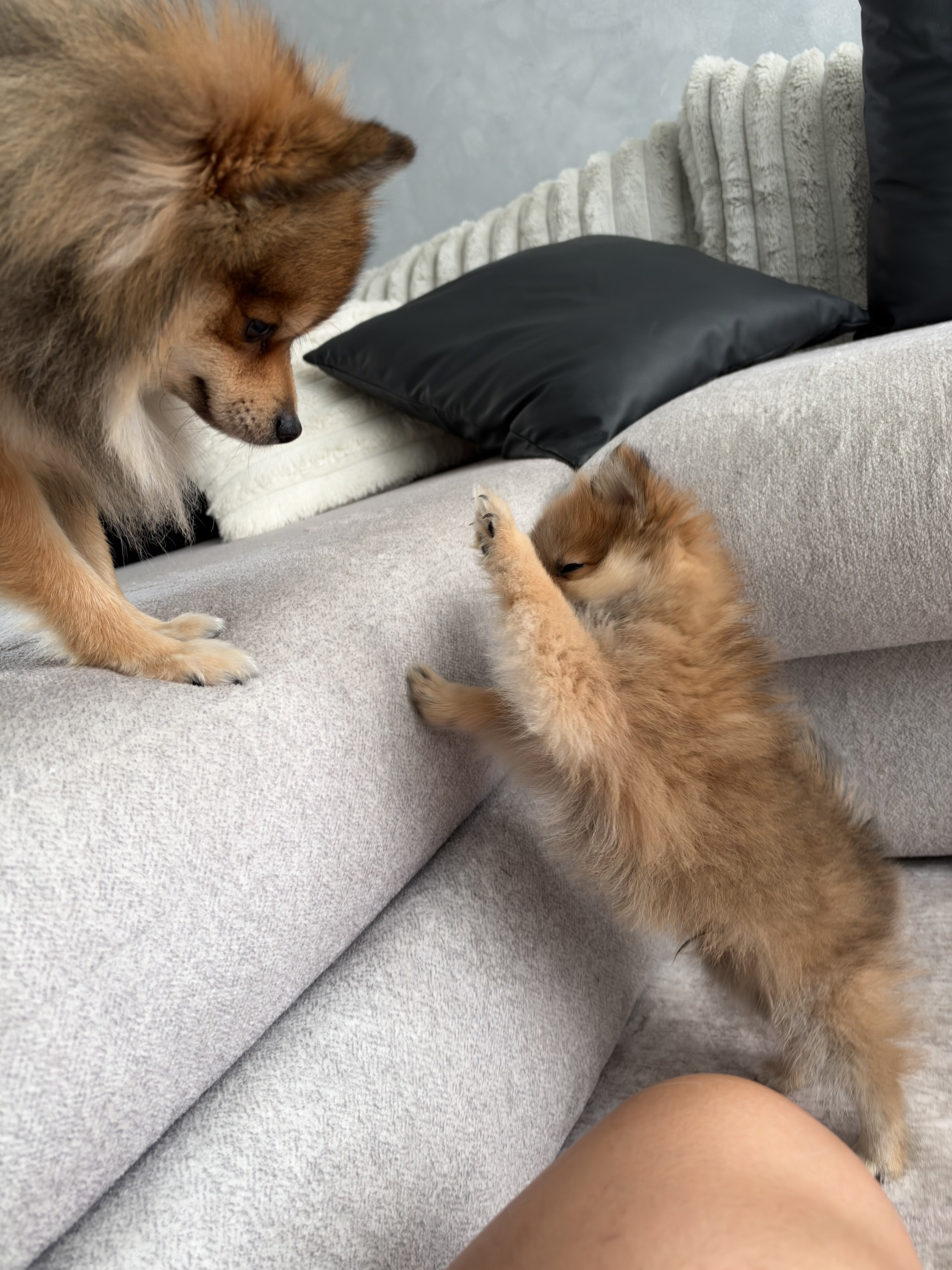 Pomeranian image 1