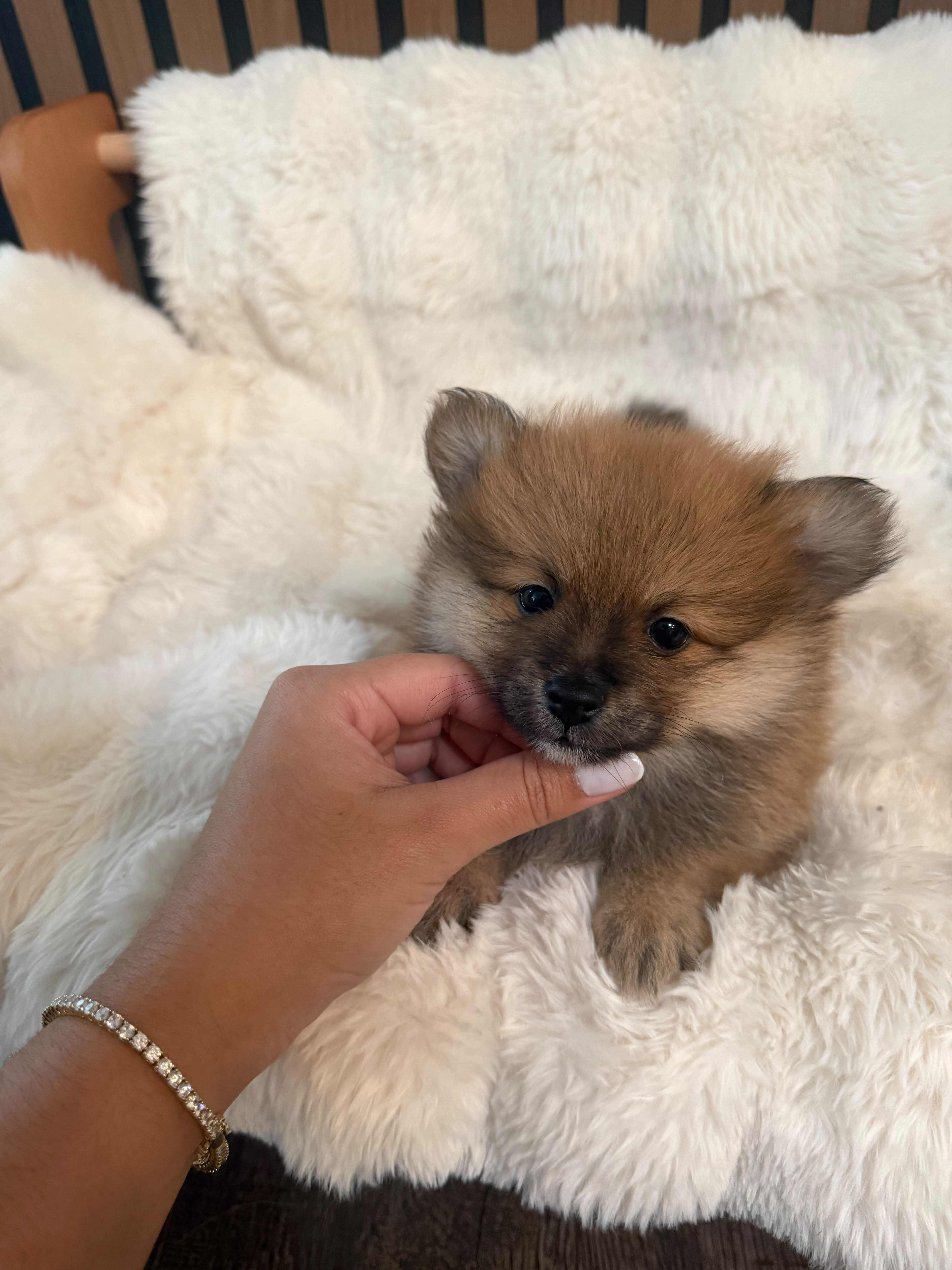 Puppies image 4