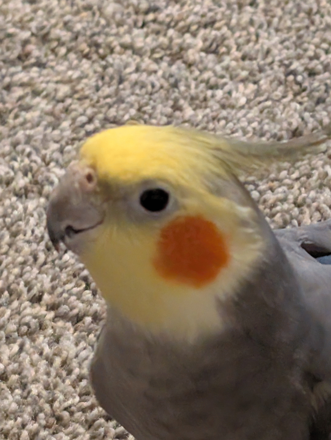 Three Cockatiels image 5