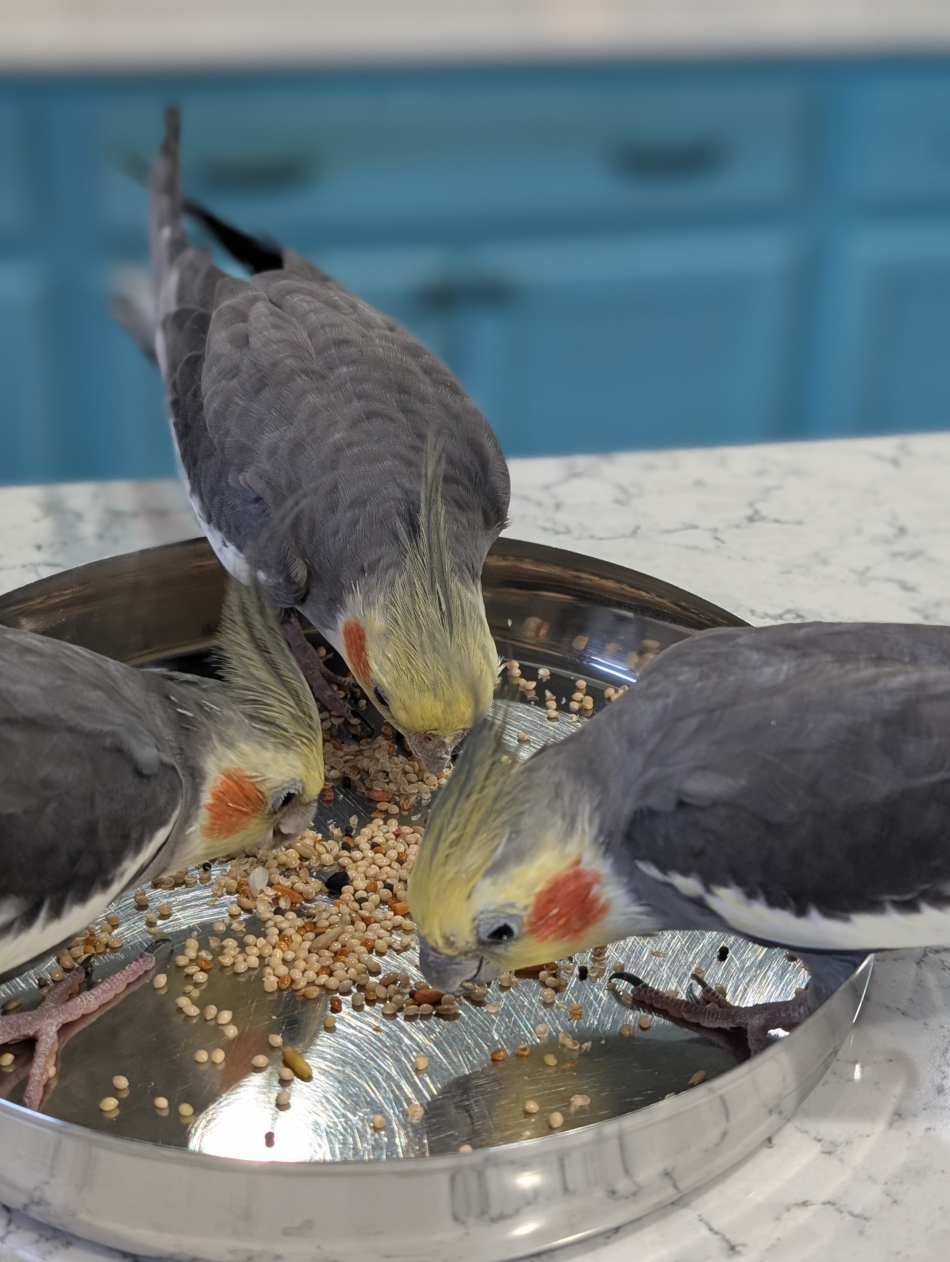 Three Cockatiels image 4