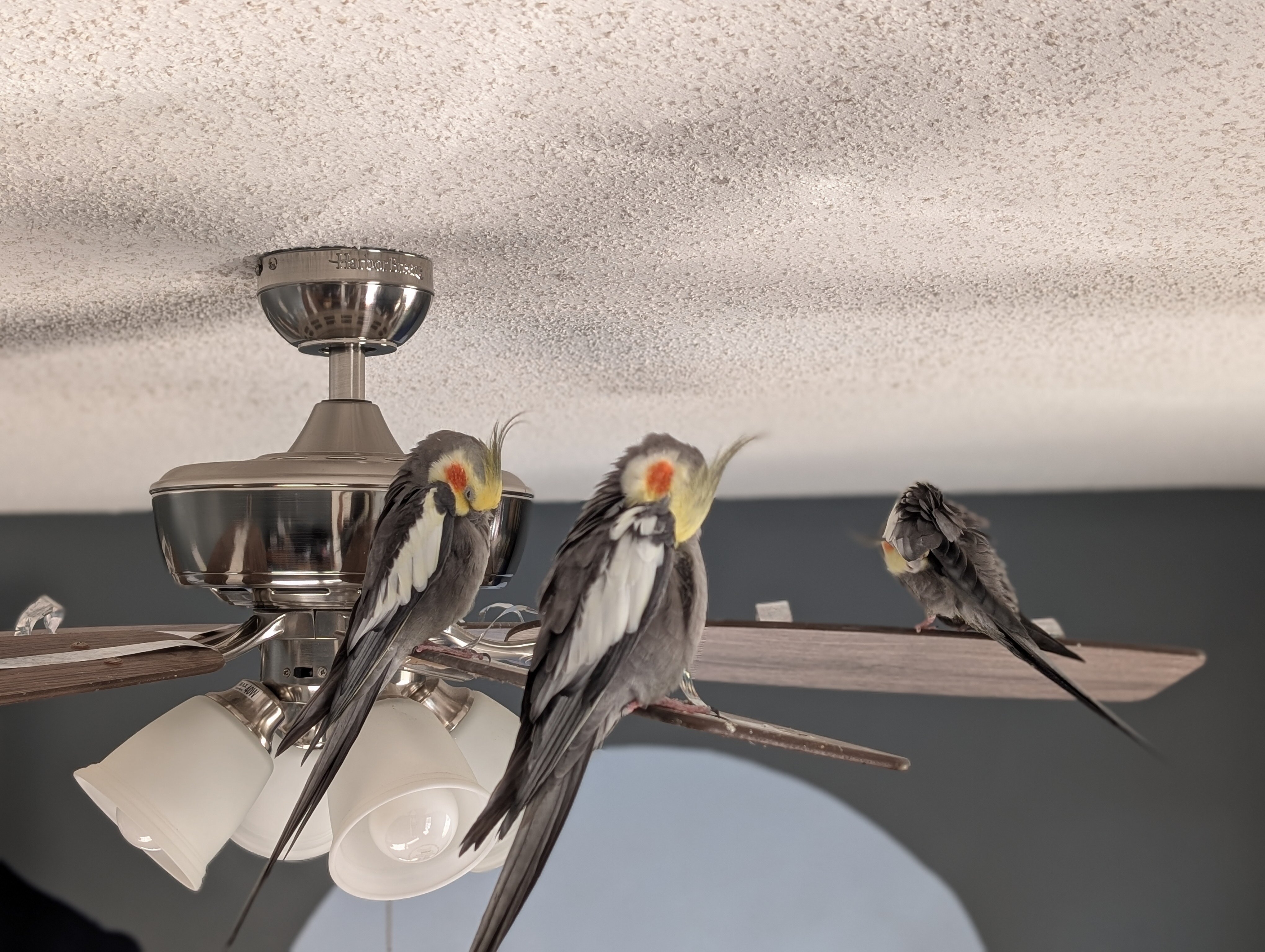 Three Cockatiels image 3
