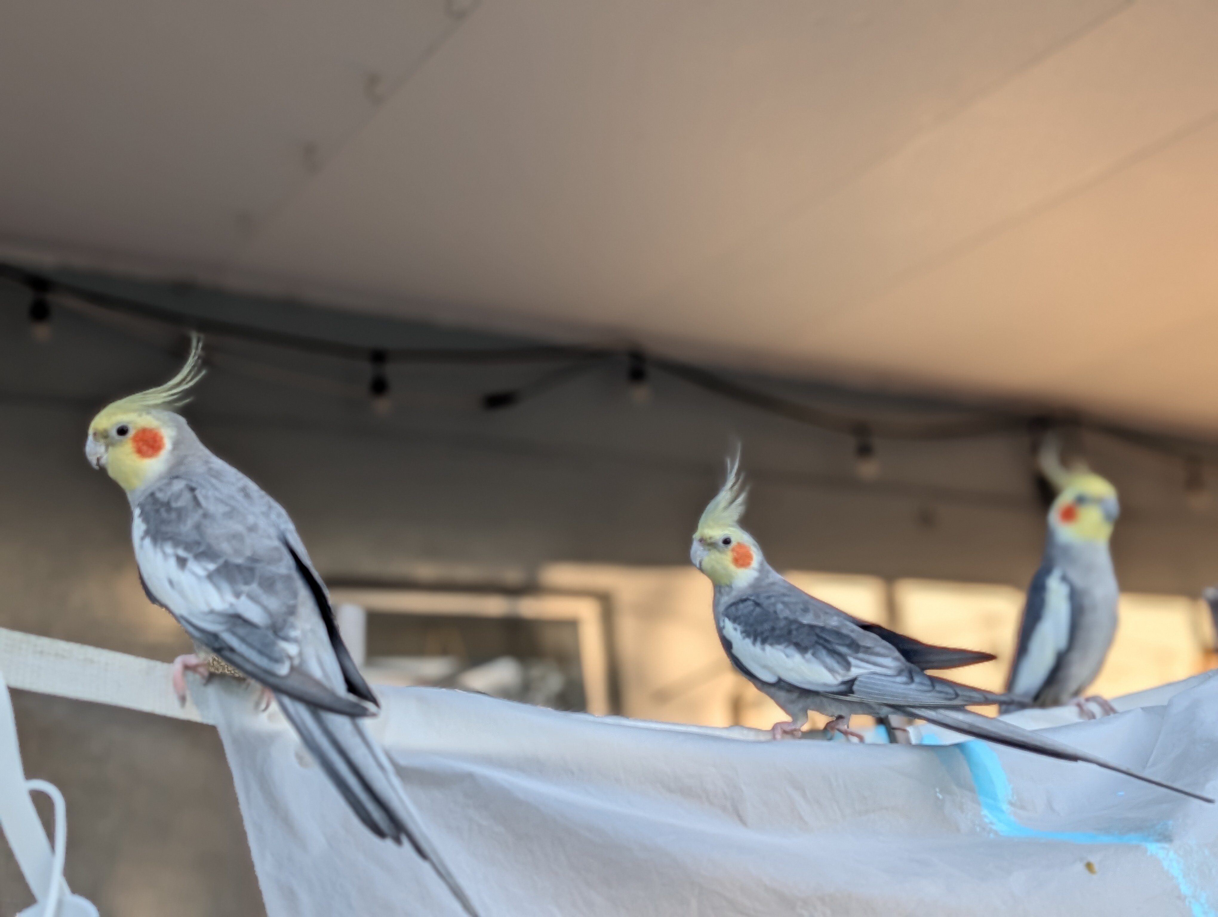 Three Cockatiels image 1