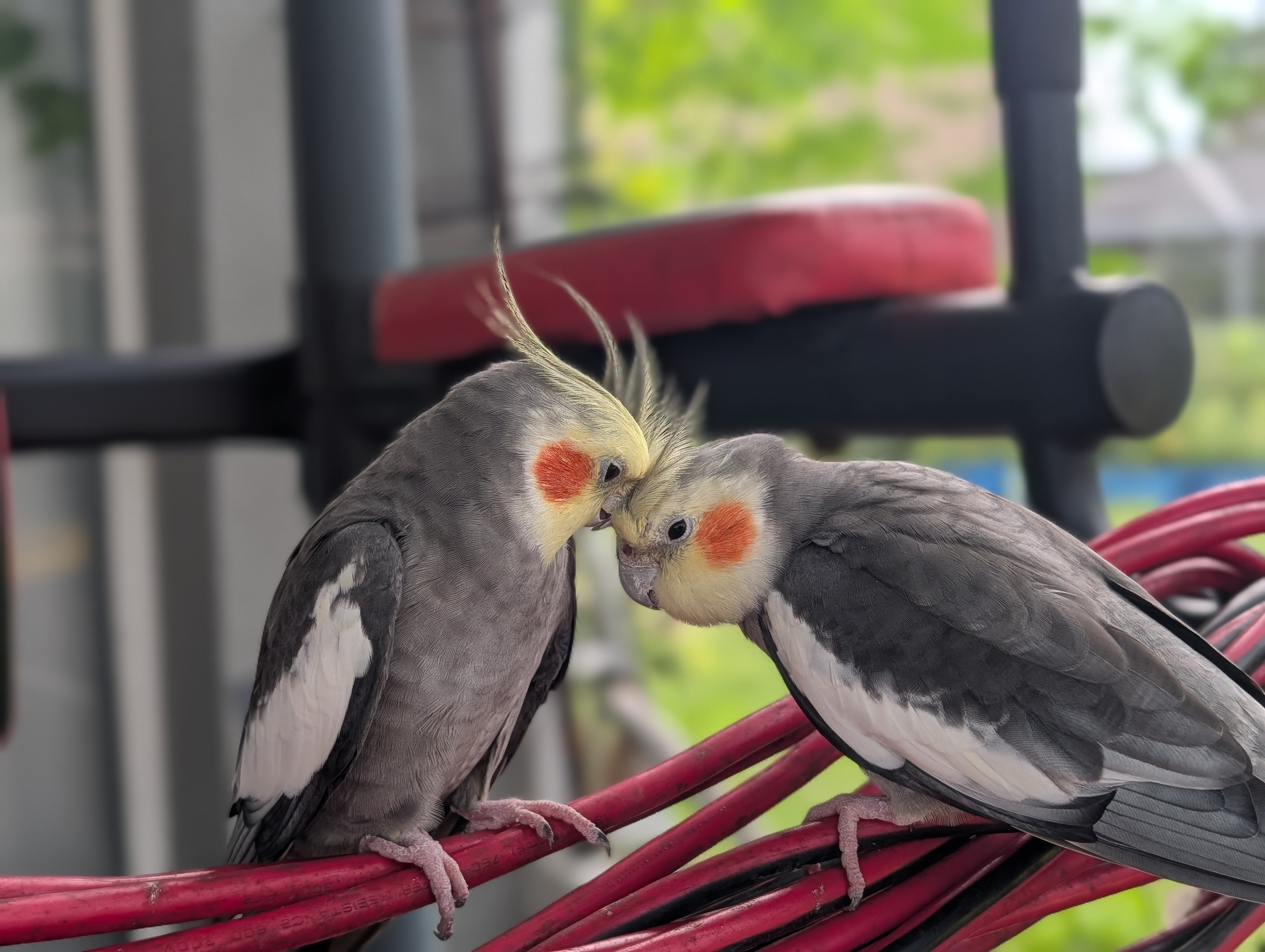 Three Cockatiels image 2