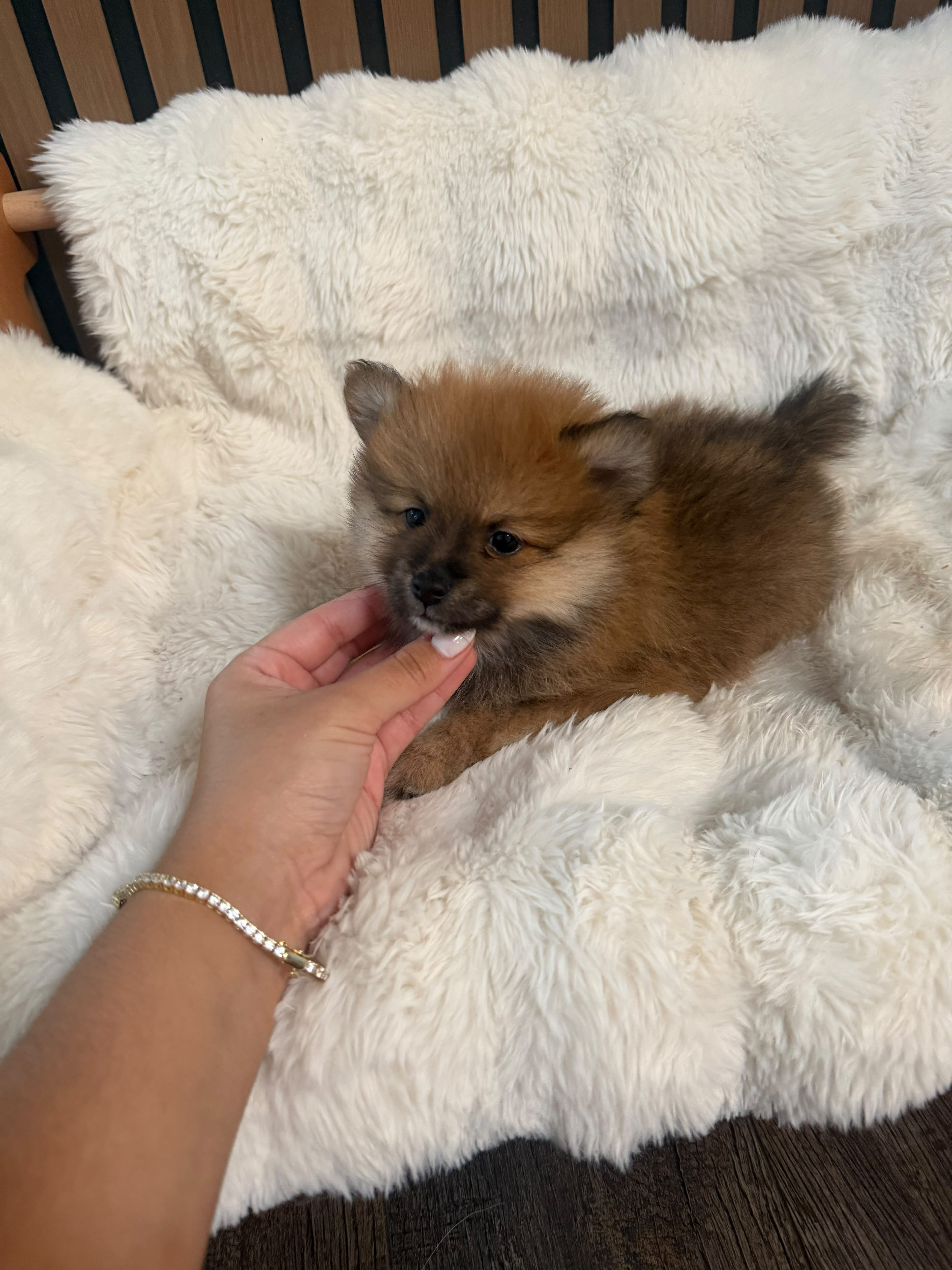 Pomerania puppies image 3