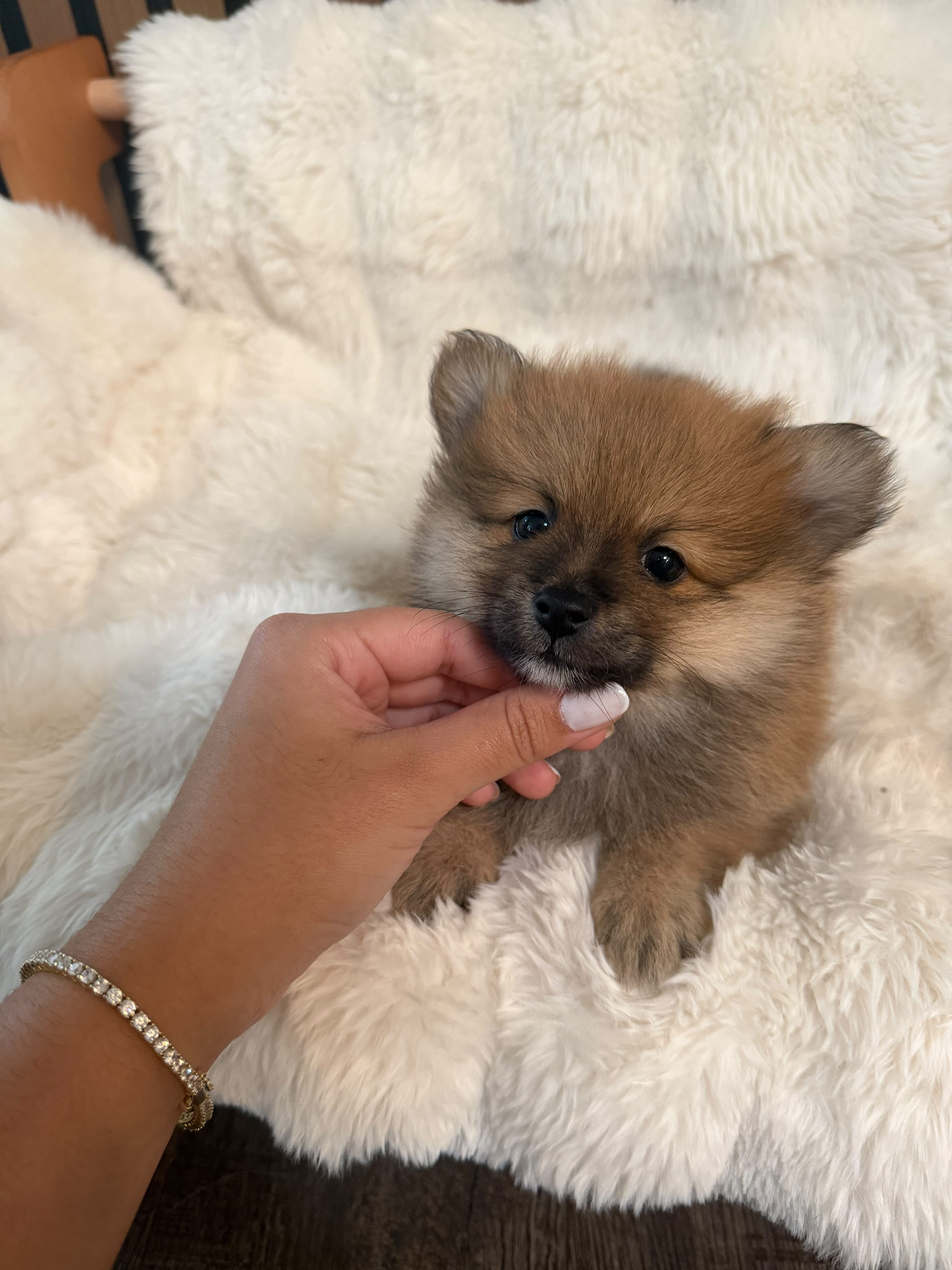 Pomerania puppies image 2