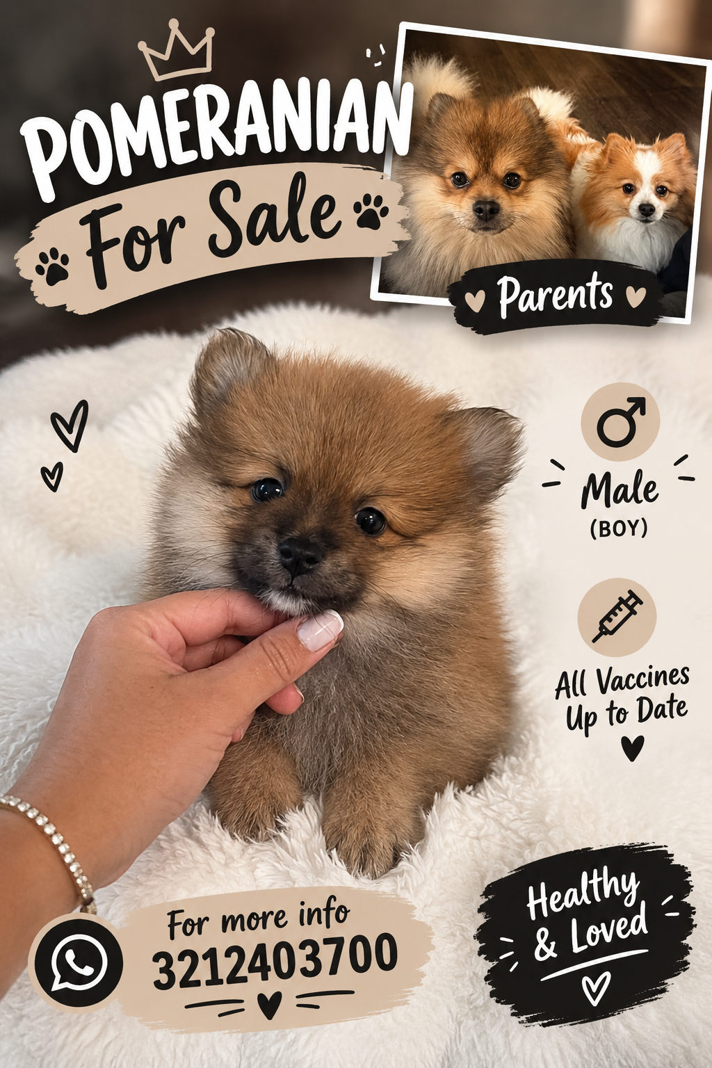 Pomerania puppies image 4