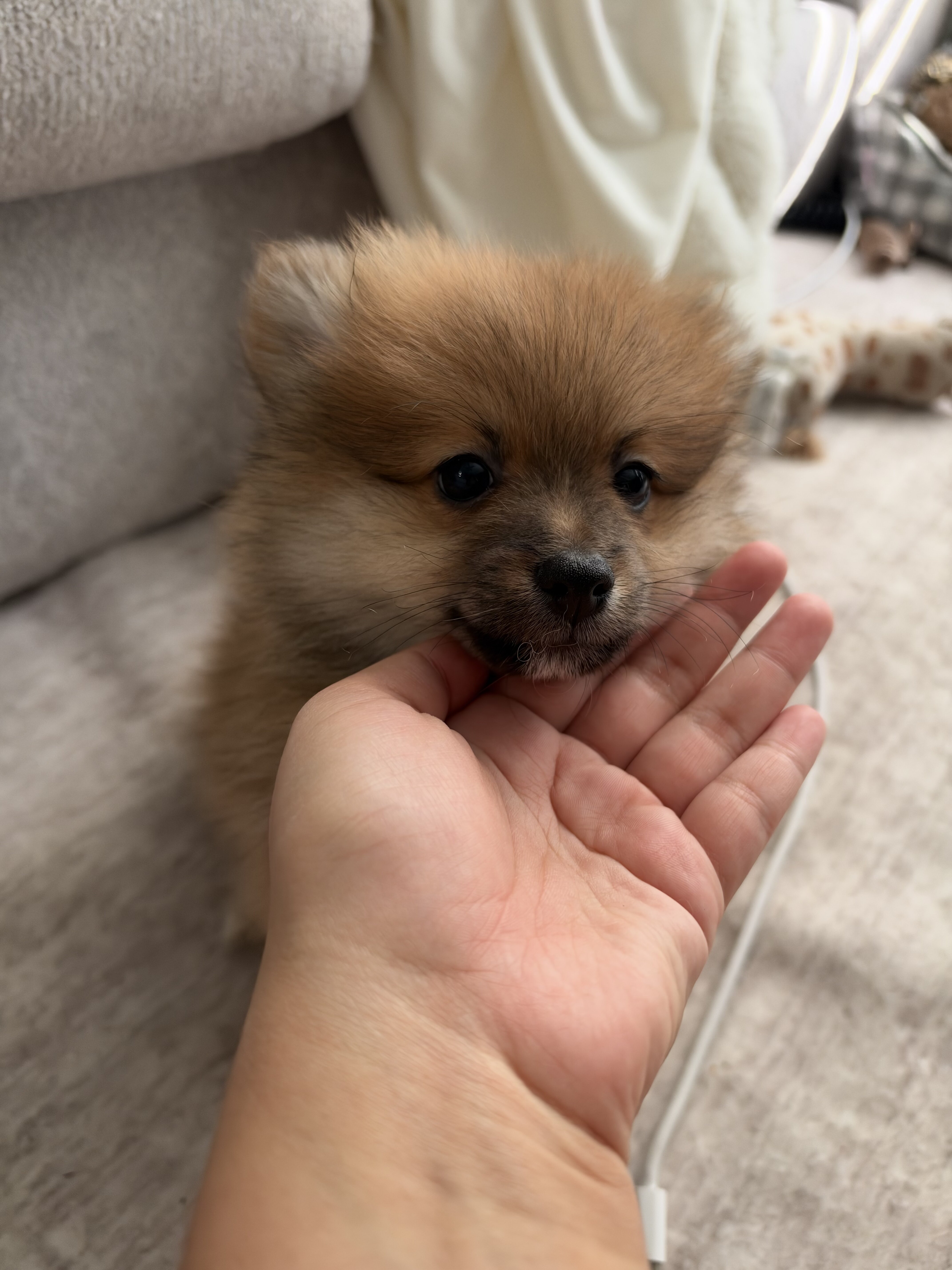 Pomerania puppies image 6