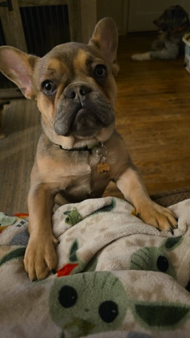 French bulldog image 1