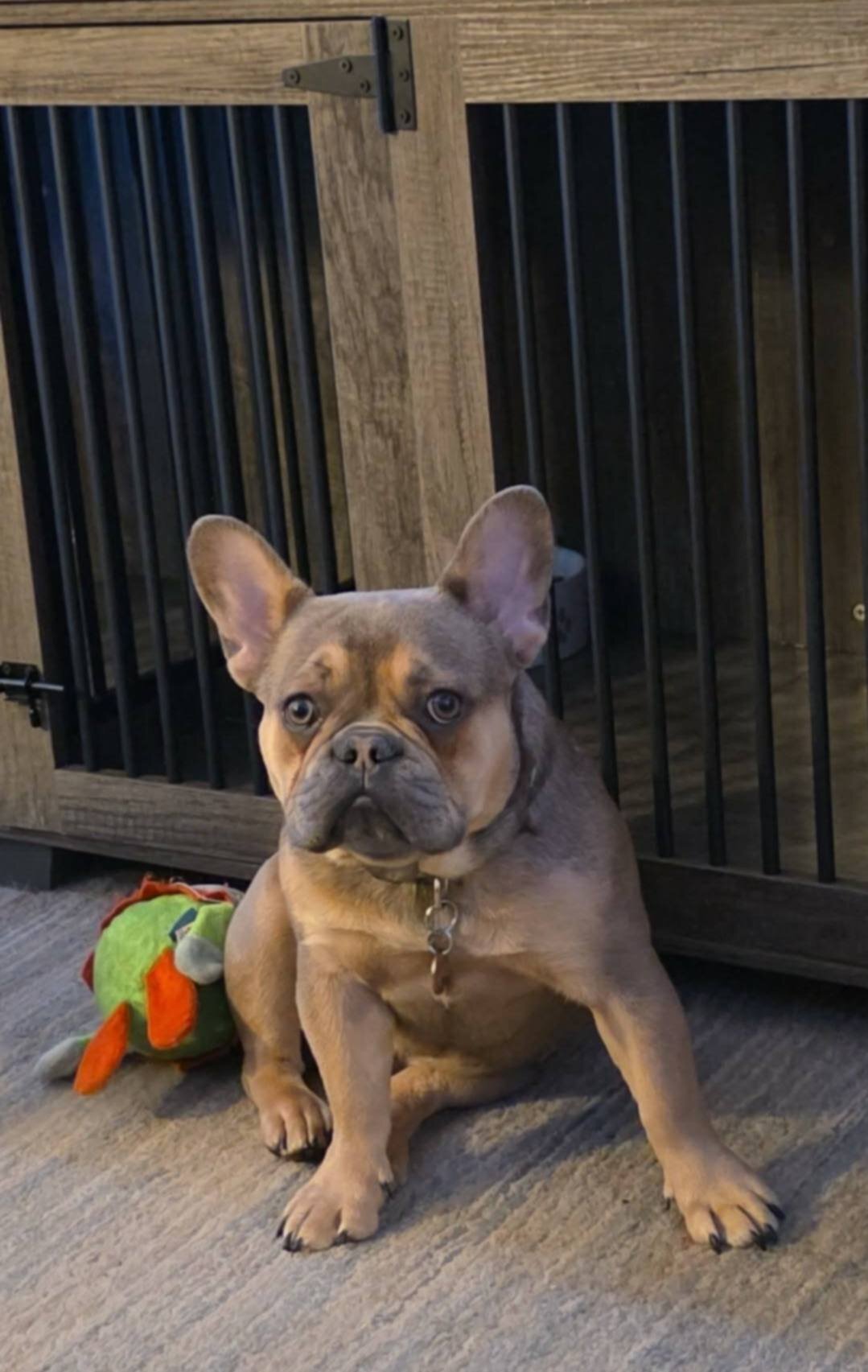 French bulldog image 2