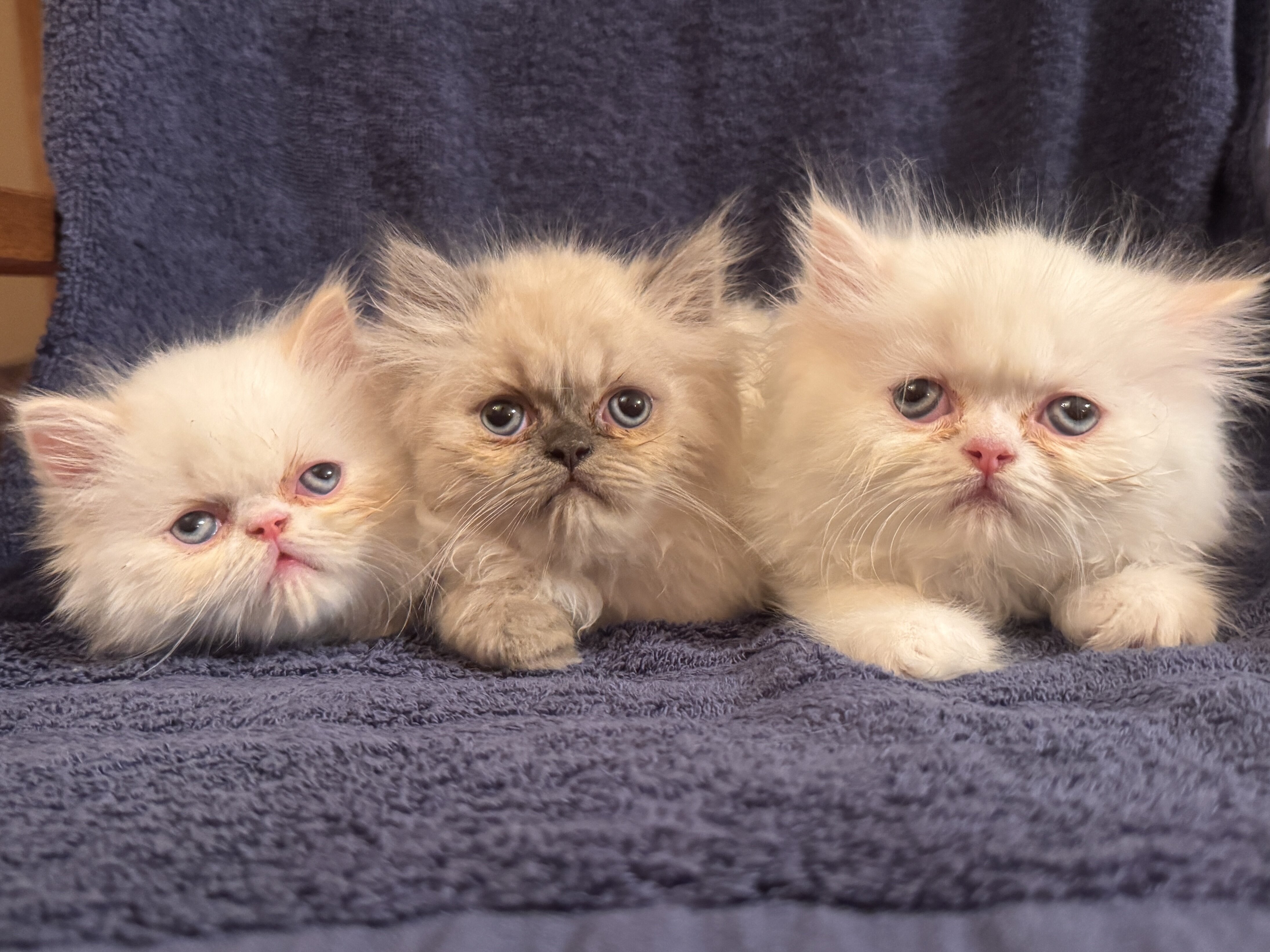Persian kittens image 1