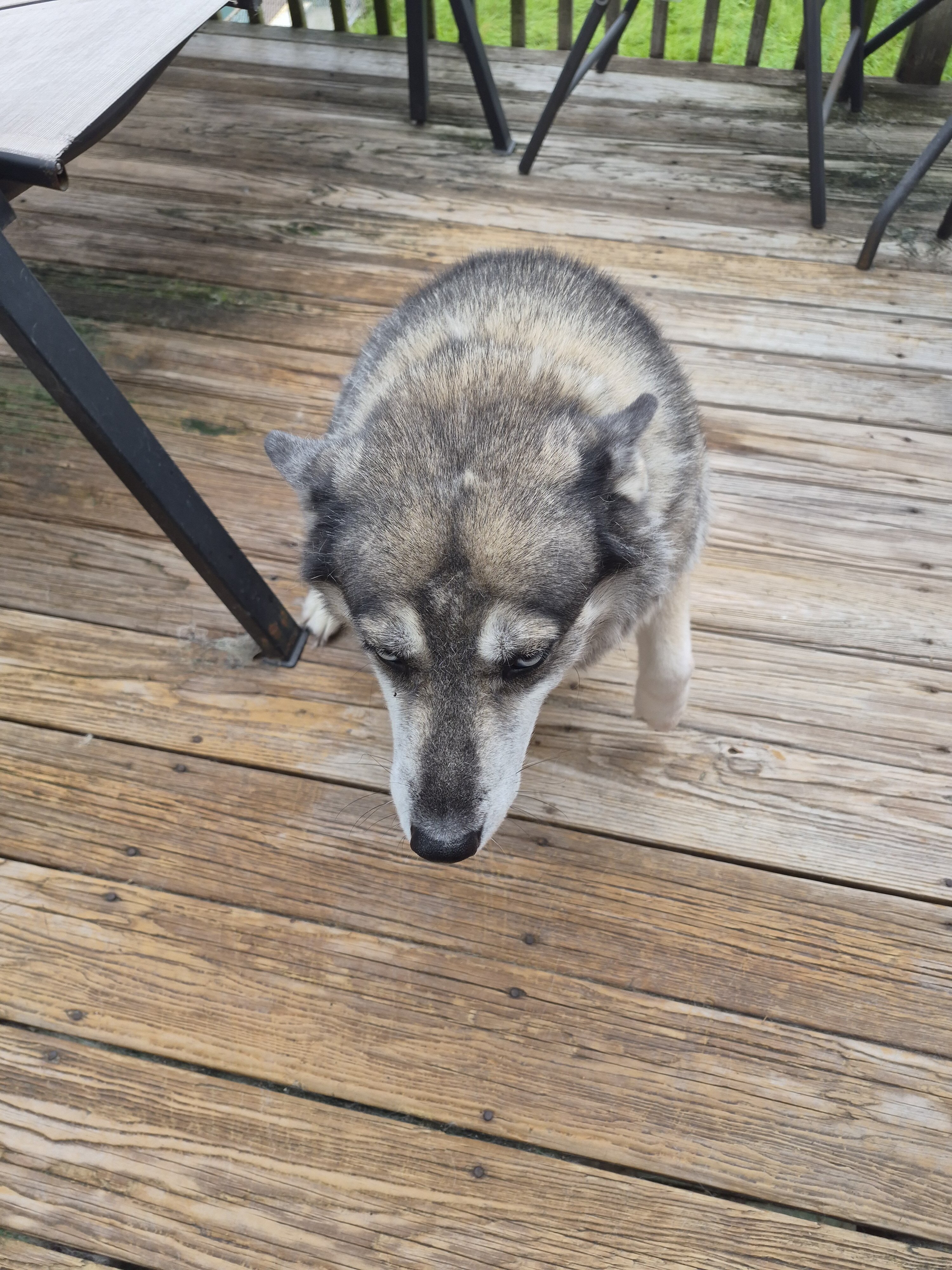 Husky female image 6