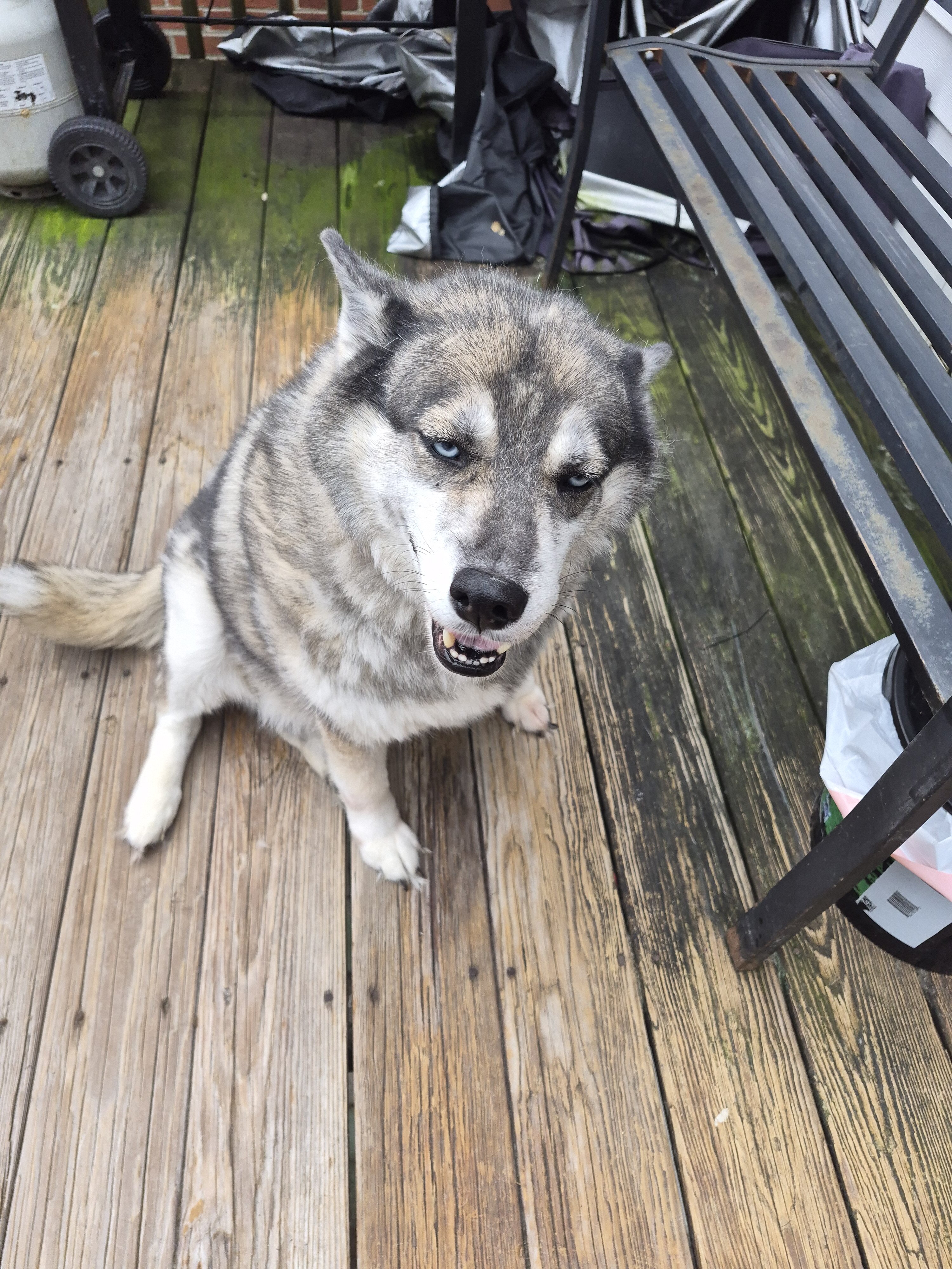 Husky female image 7