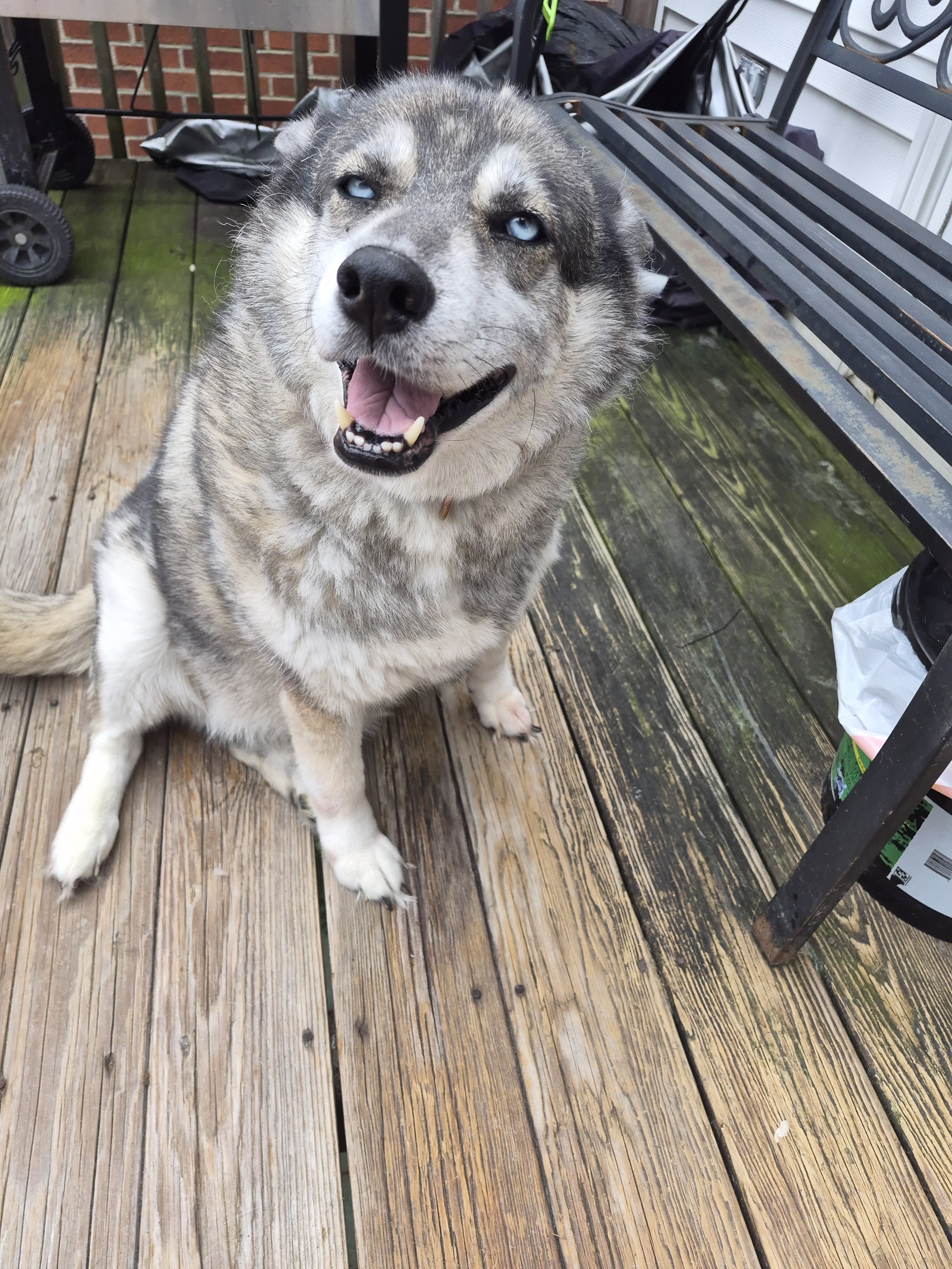 Husky female image 8