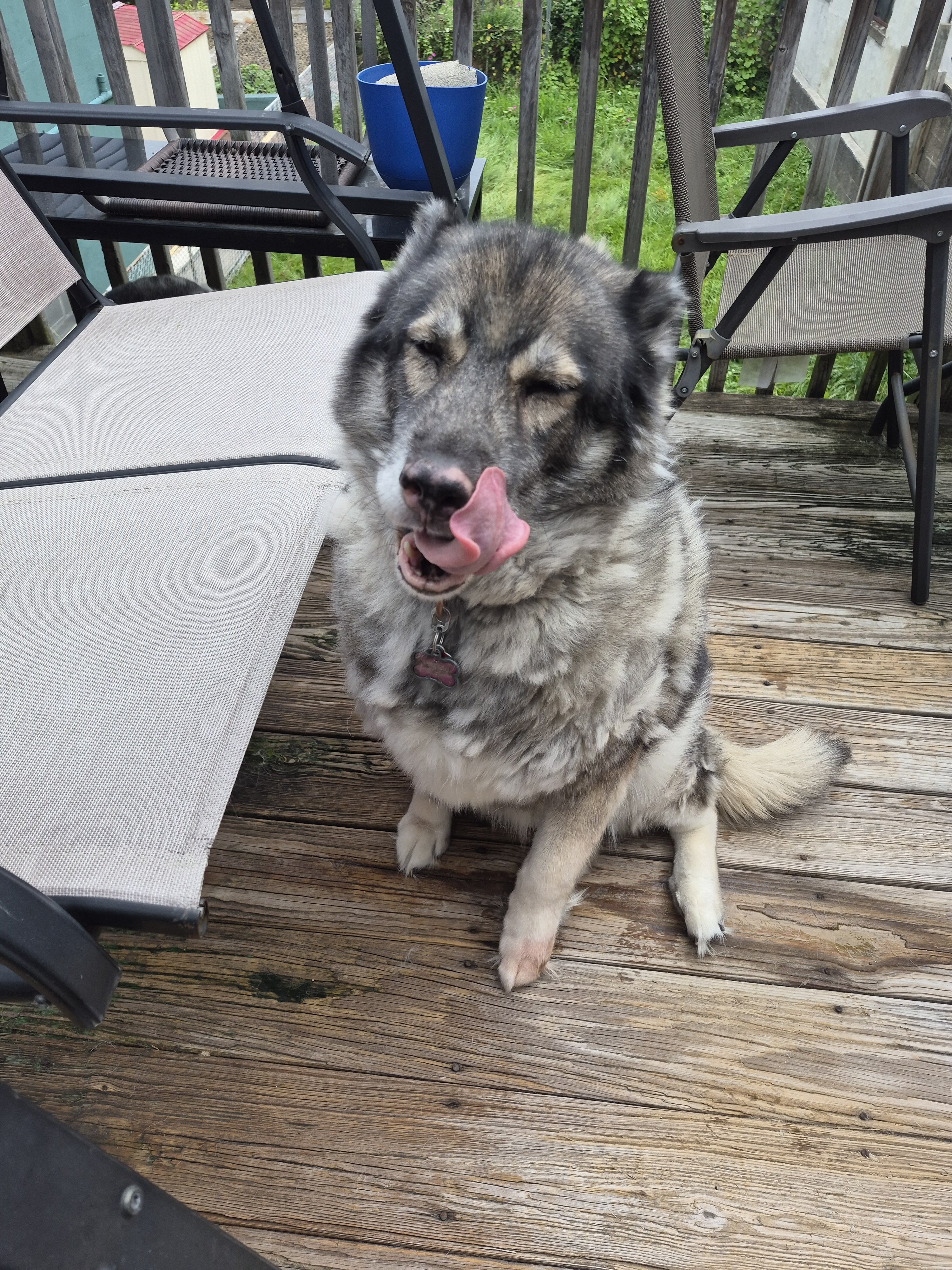 Husky female image 2