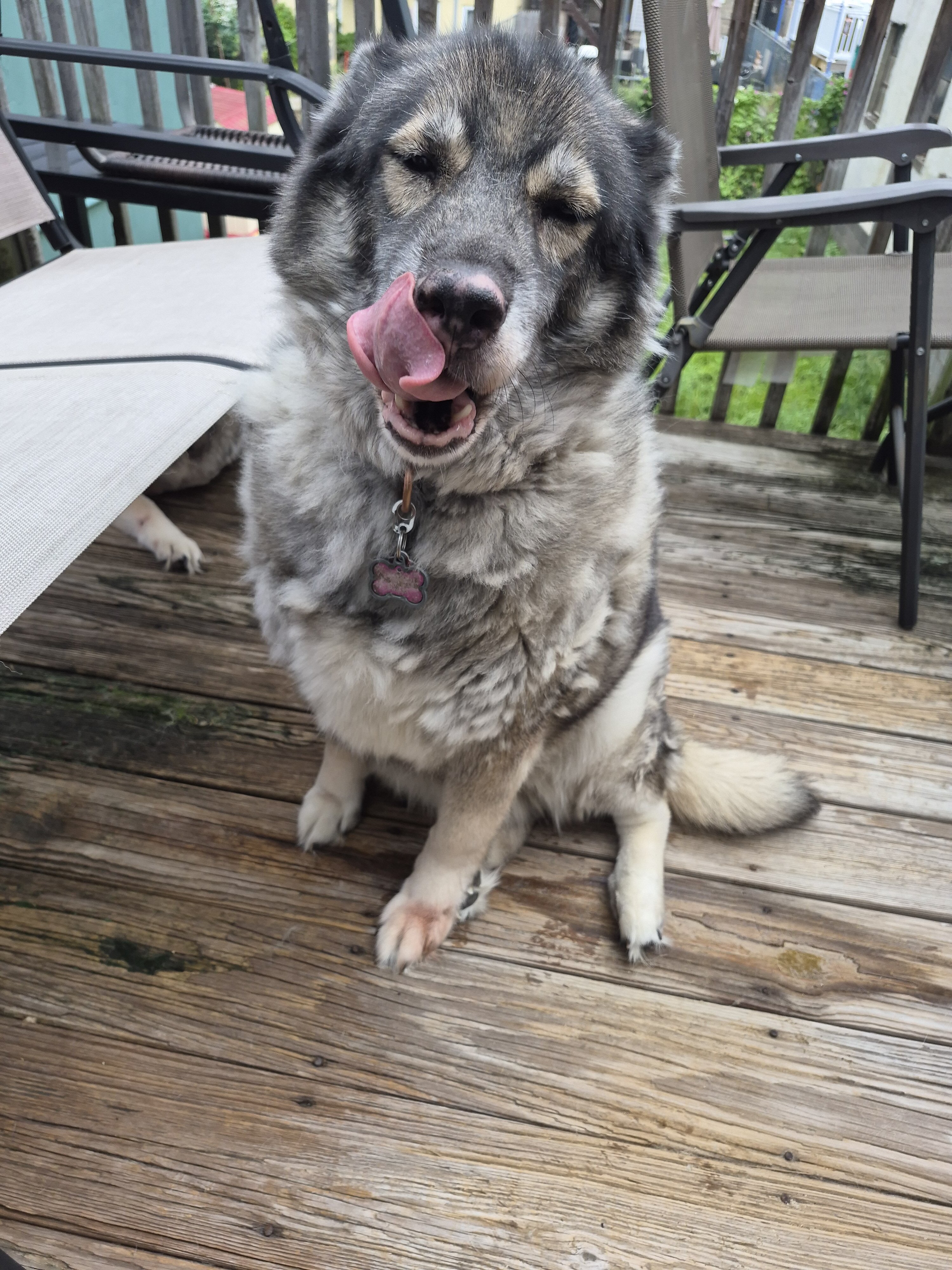 Husky female image 3