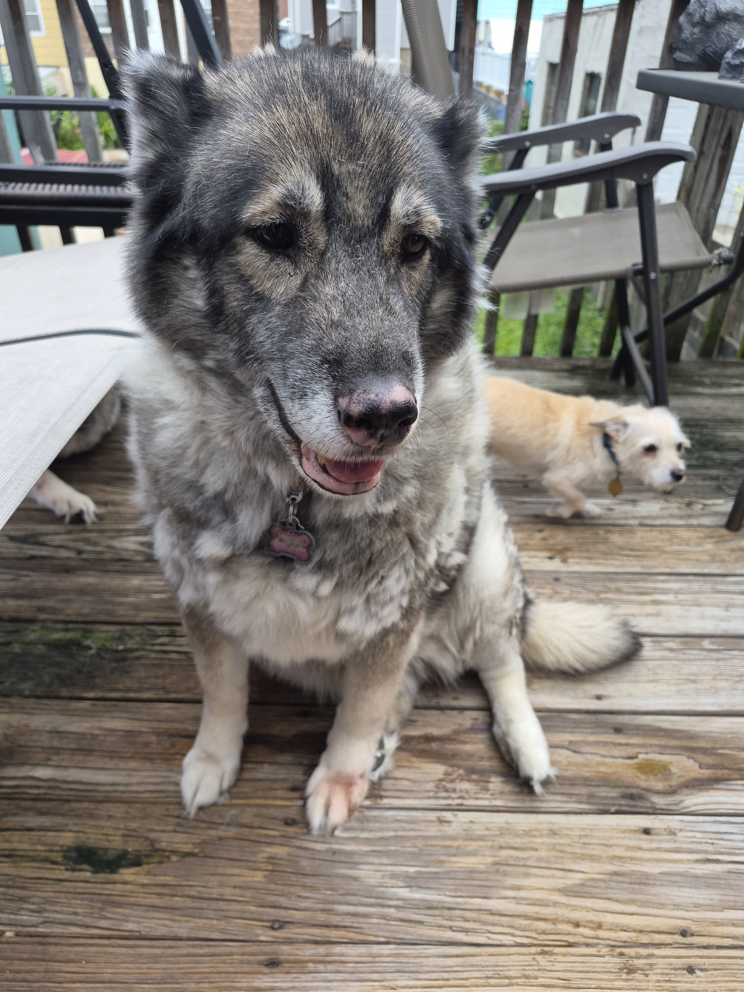 Husky female image 4