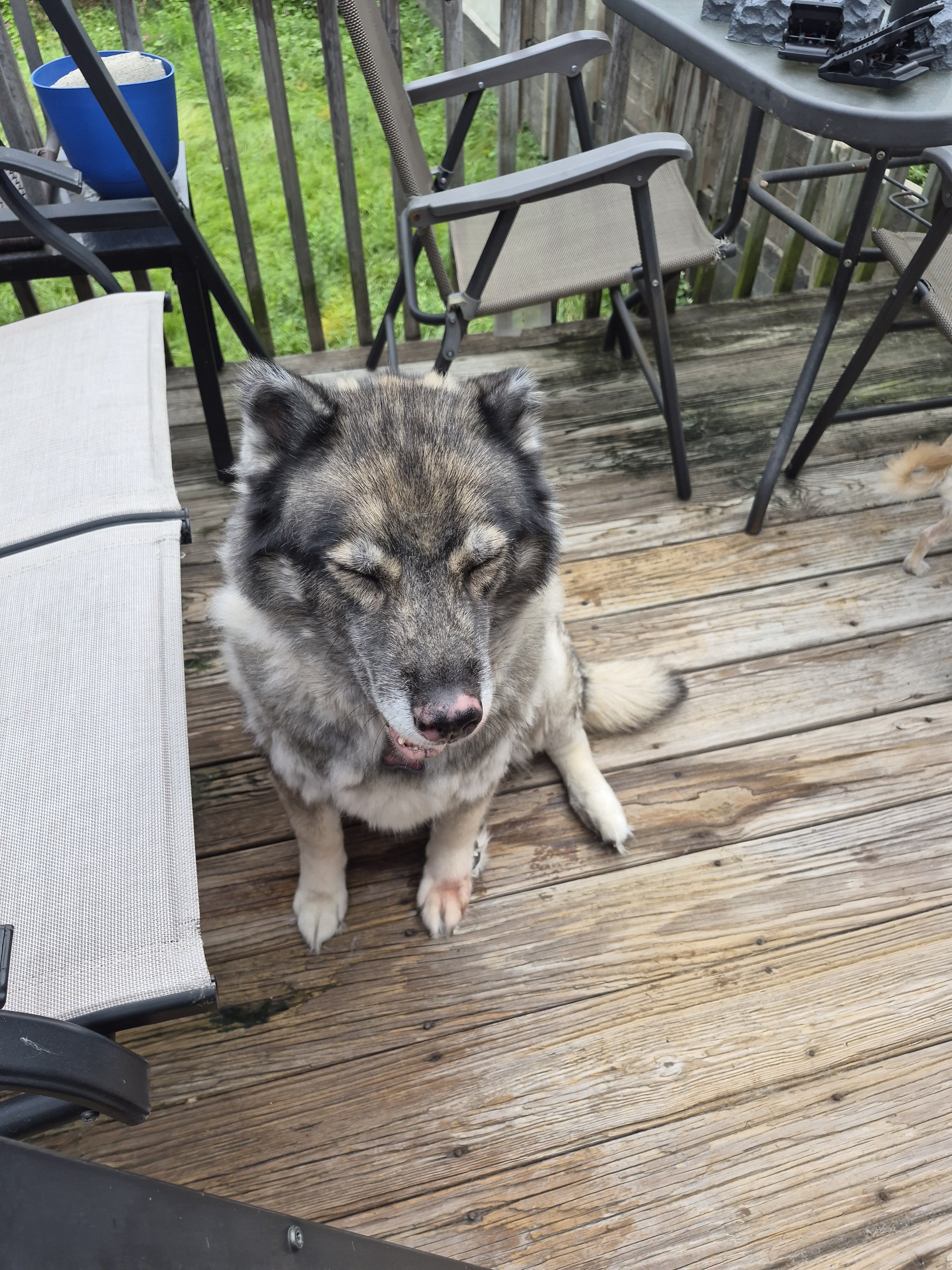 Husky female image 5