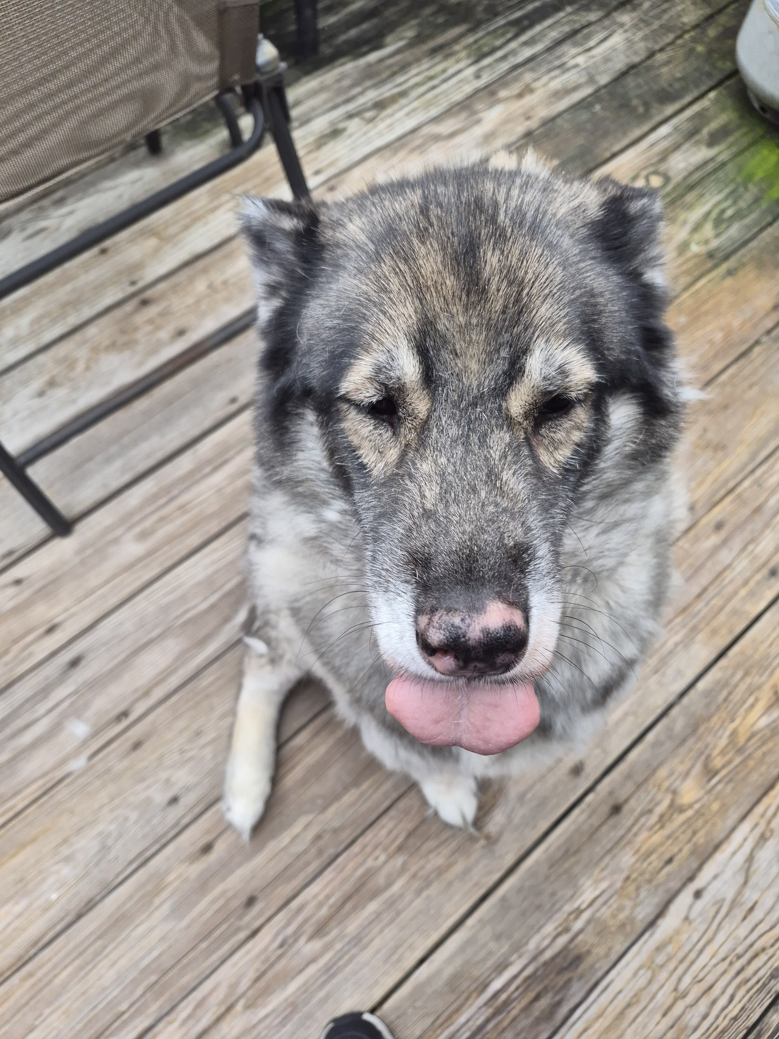 Husky female image 1