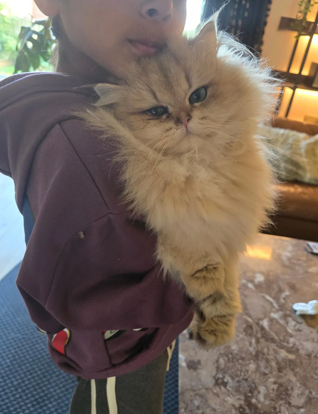 British longhair Female very loving image 1