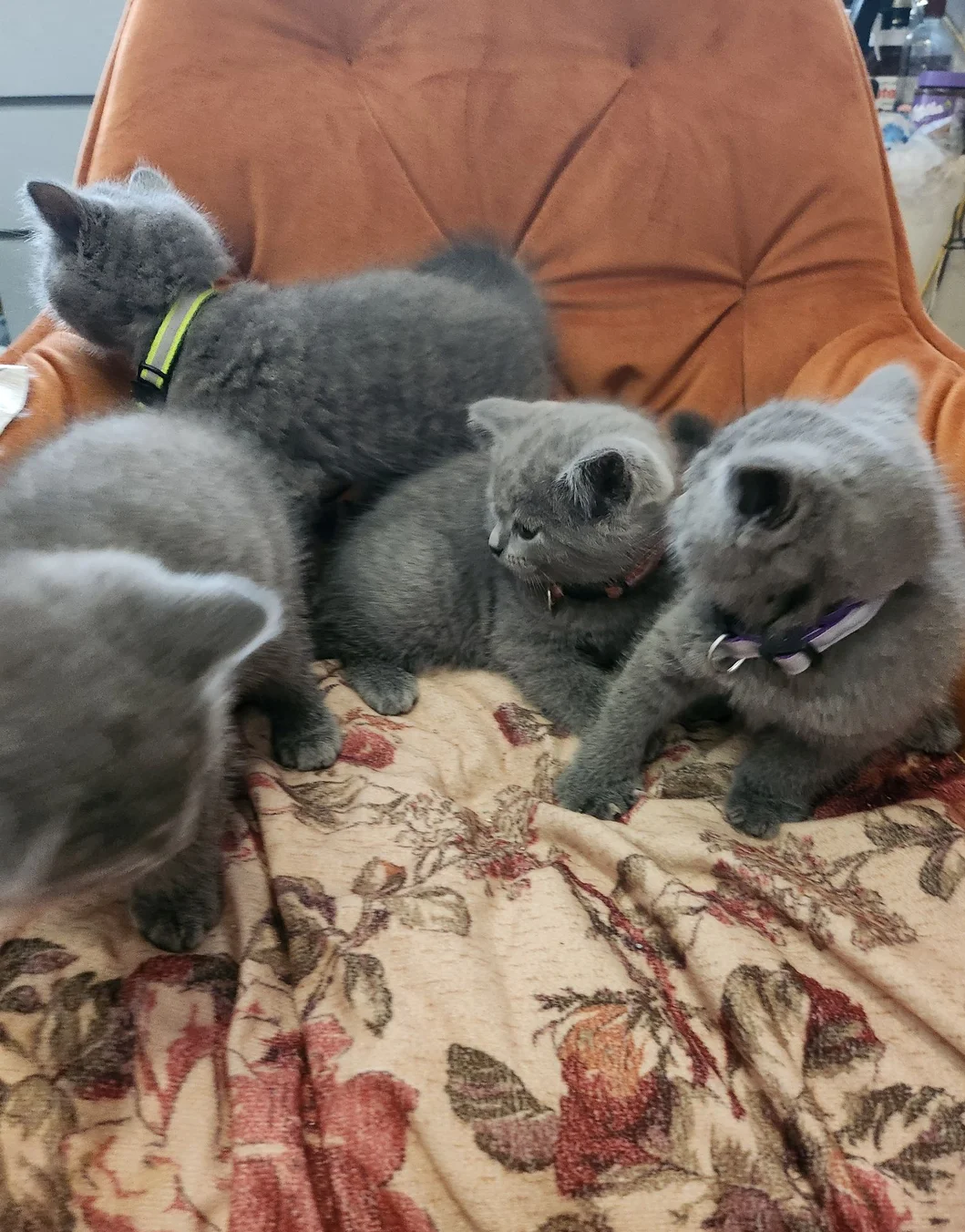 Brithish shorthair kittens girl and boy image 1