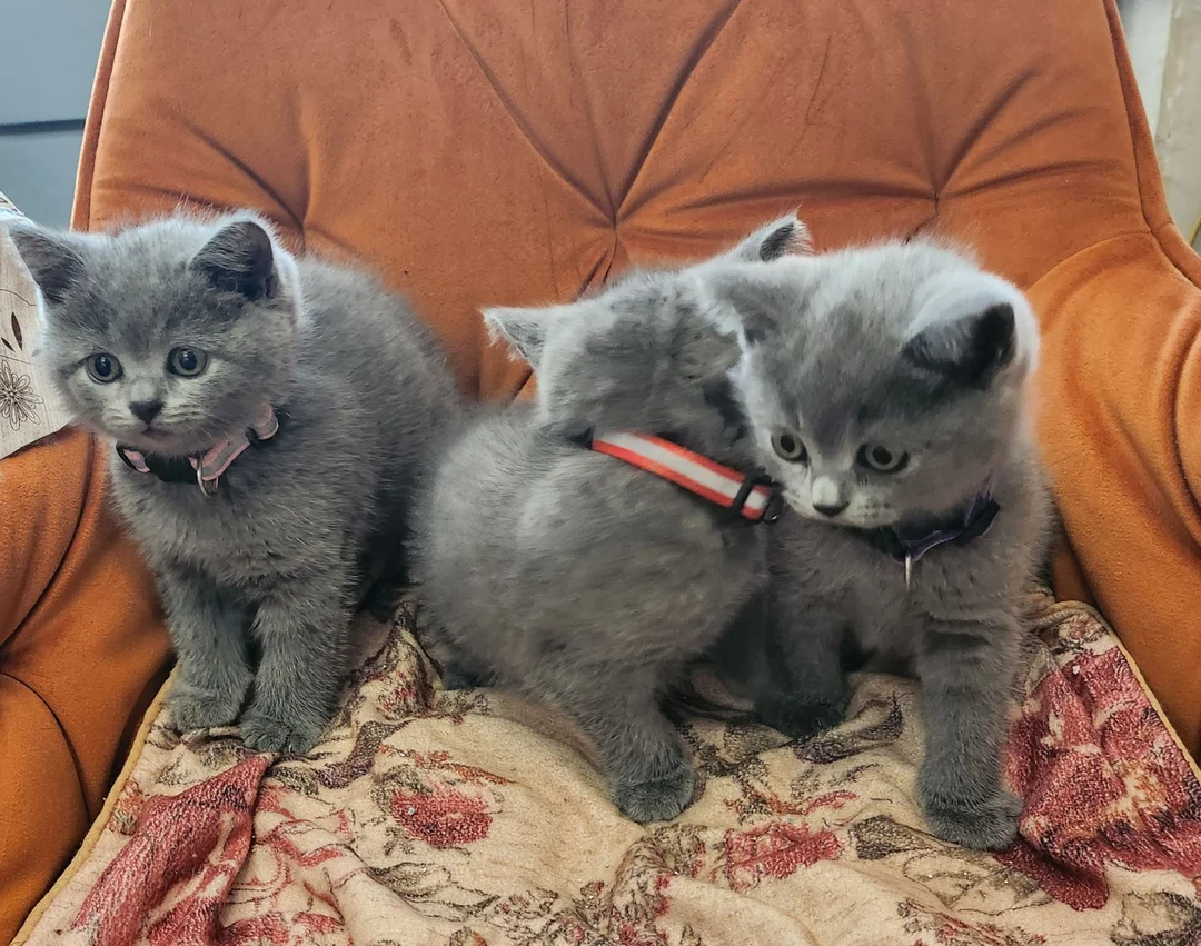 Brithish shorthair kittens girl and boy image 7