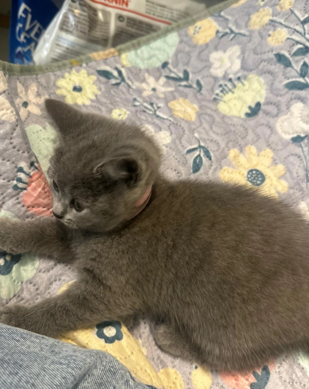 Brithish shorthair kittens girl and boy image 8