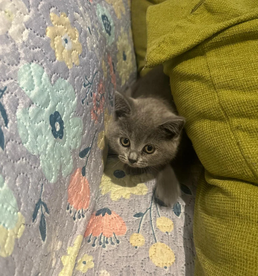 Brithish shorthair kittens girl and boy image 9