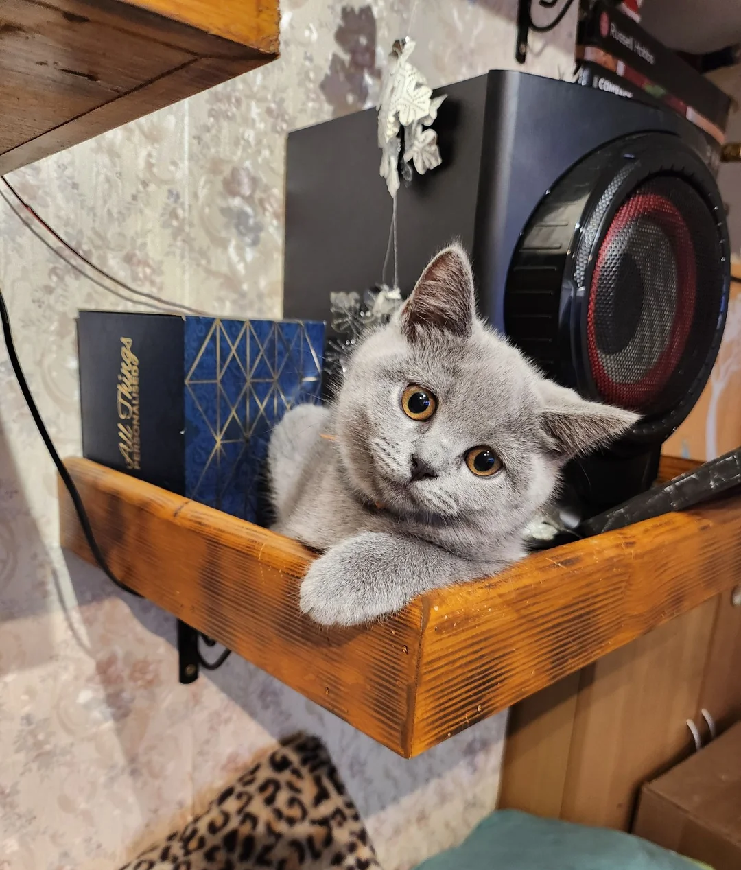 Brithish shorthair kittens girl and boy image 10