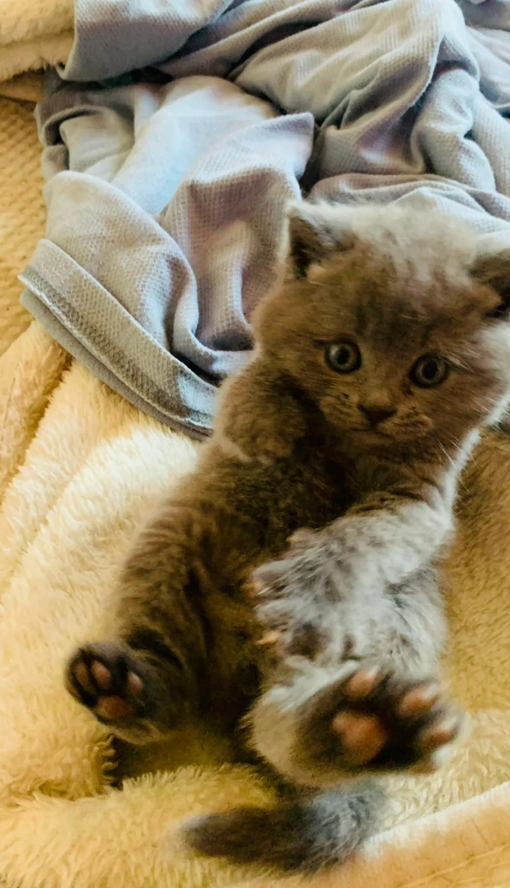 Brithish shorthair kittens girl and boy image 2