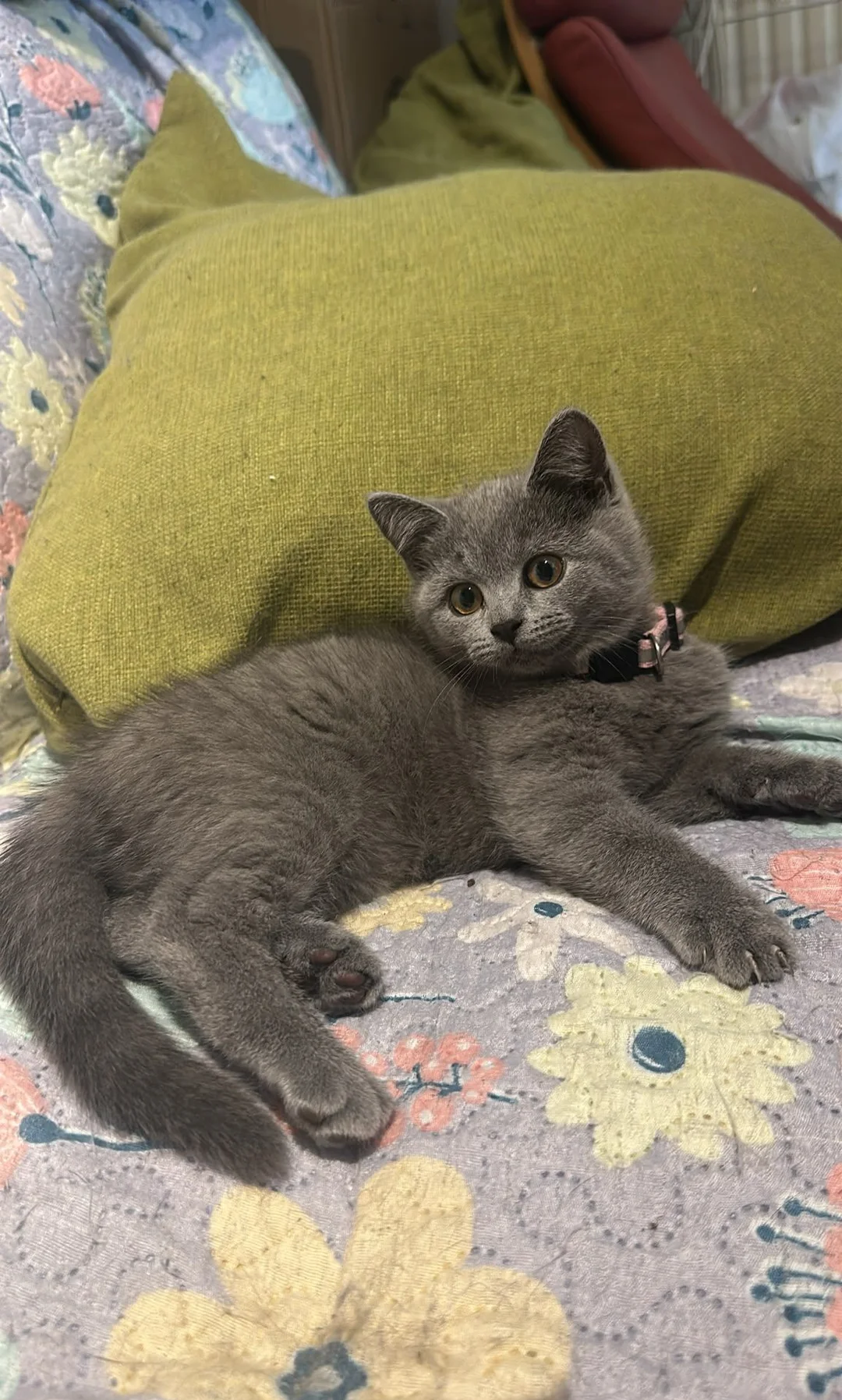 Brithish shorthair kittens girl and boy image 3