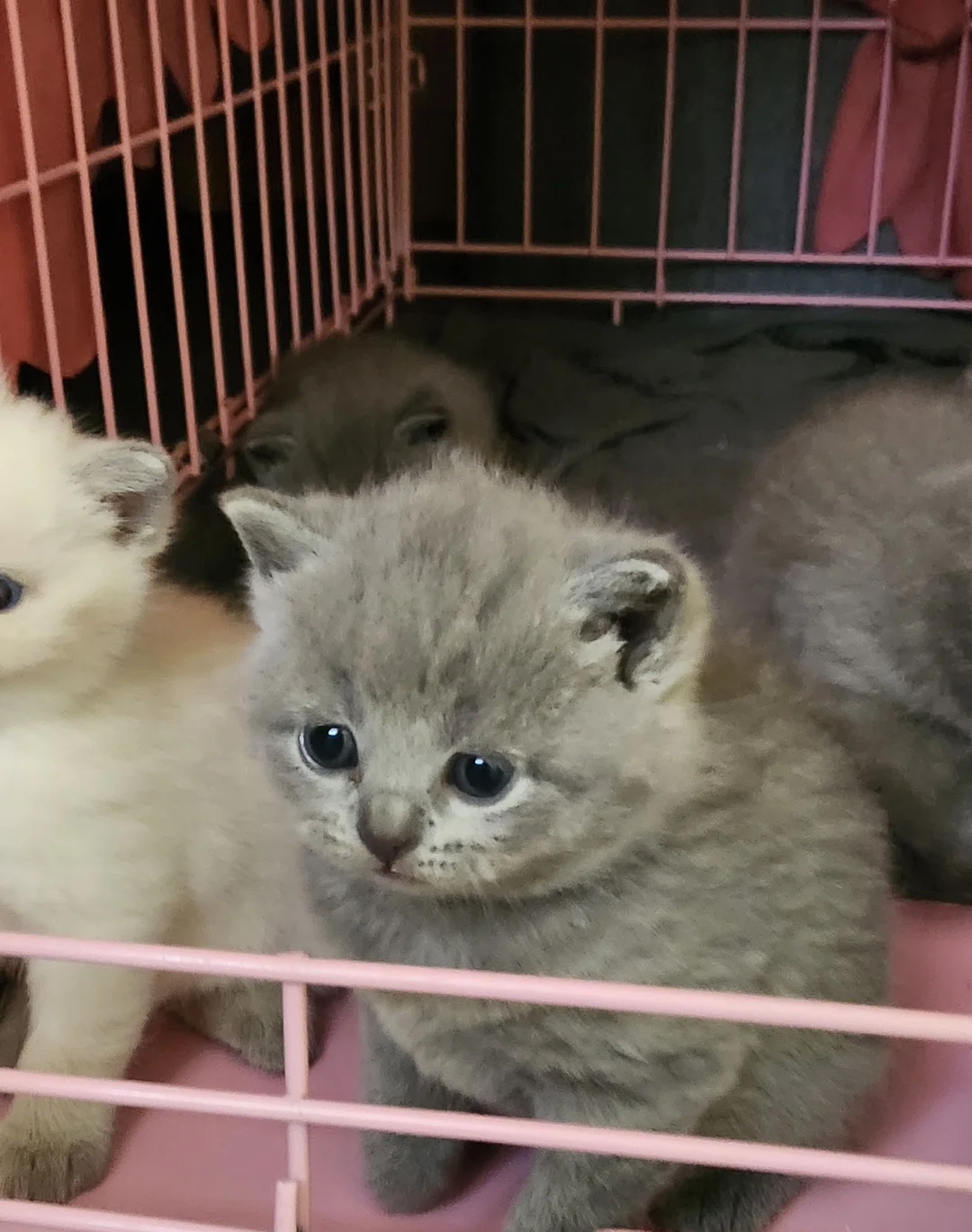 Brithish shorthair kittens girl and boy image 4