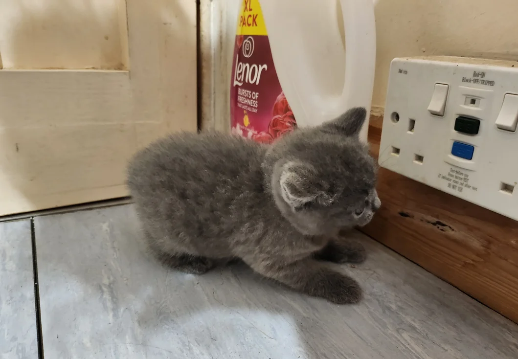 Brithish shorthair kittens girl and boy image 5