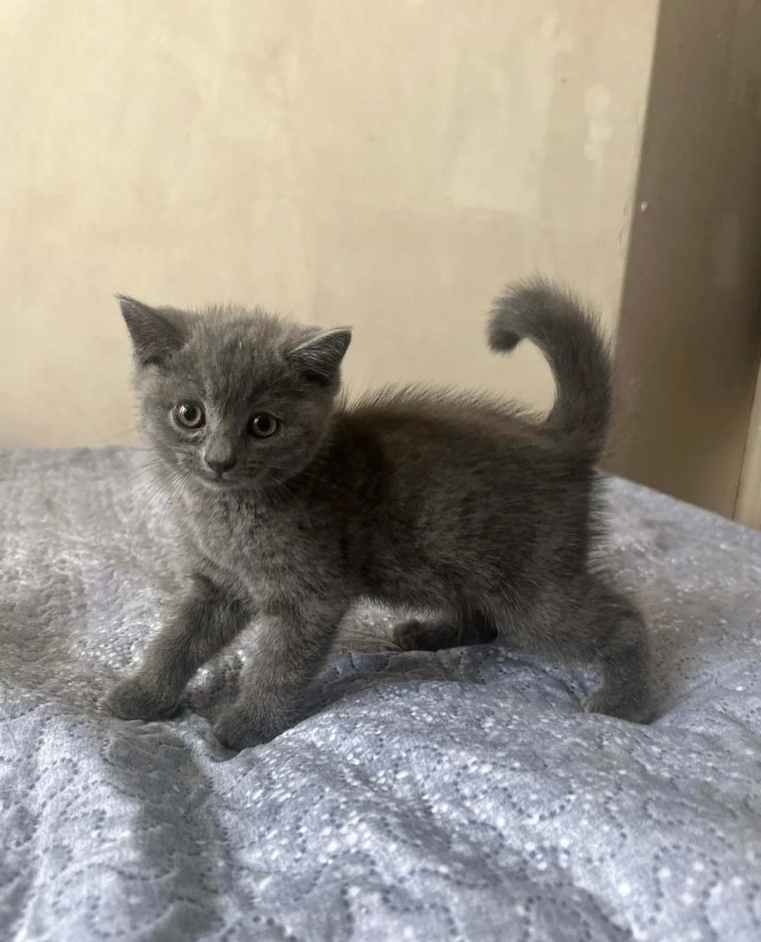 Brithish shorthair kittens girl and boy image 6