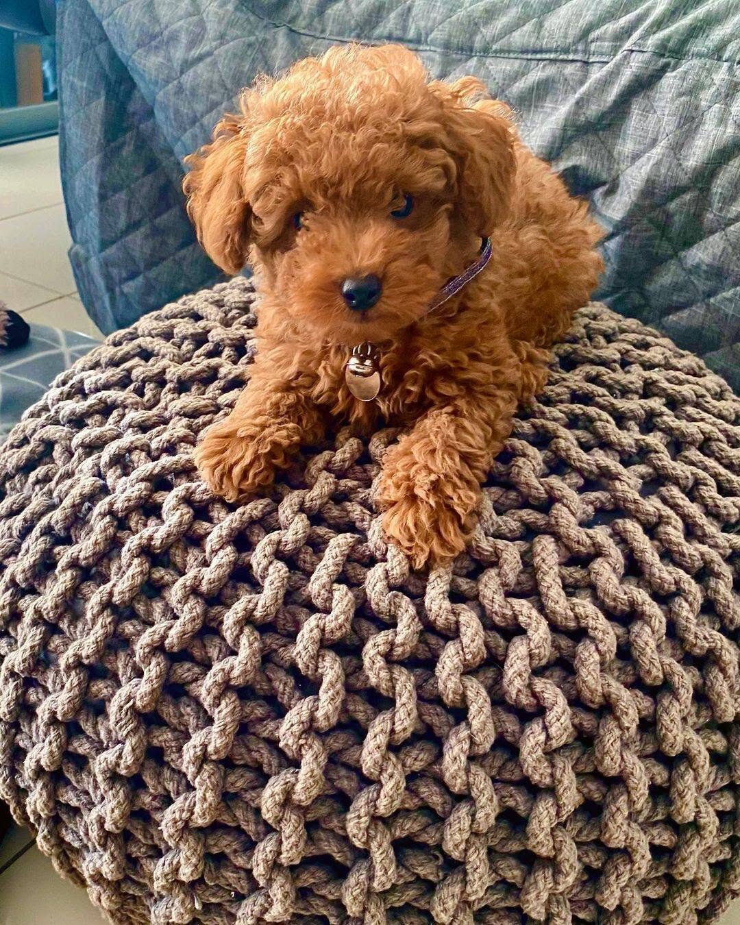 Male and female Toy Poodle Puppies image 2