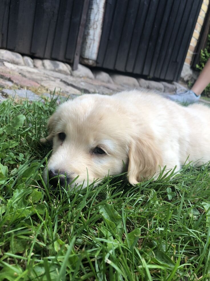 Golden Retriever Puppy image 1