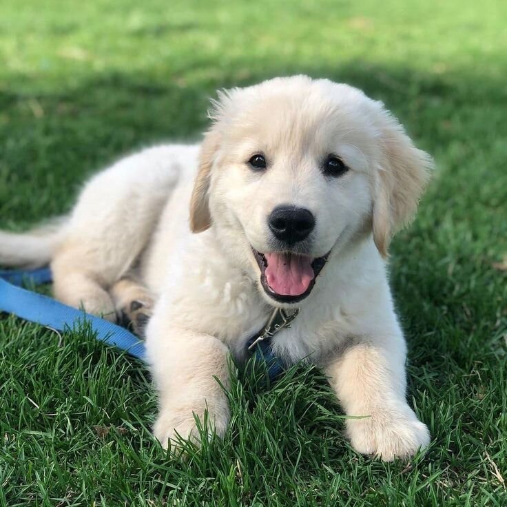 Golden Retriever Puppy image 2