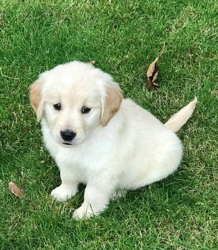 Golden Retriever Puppy image 3