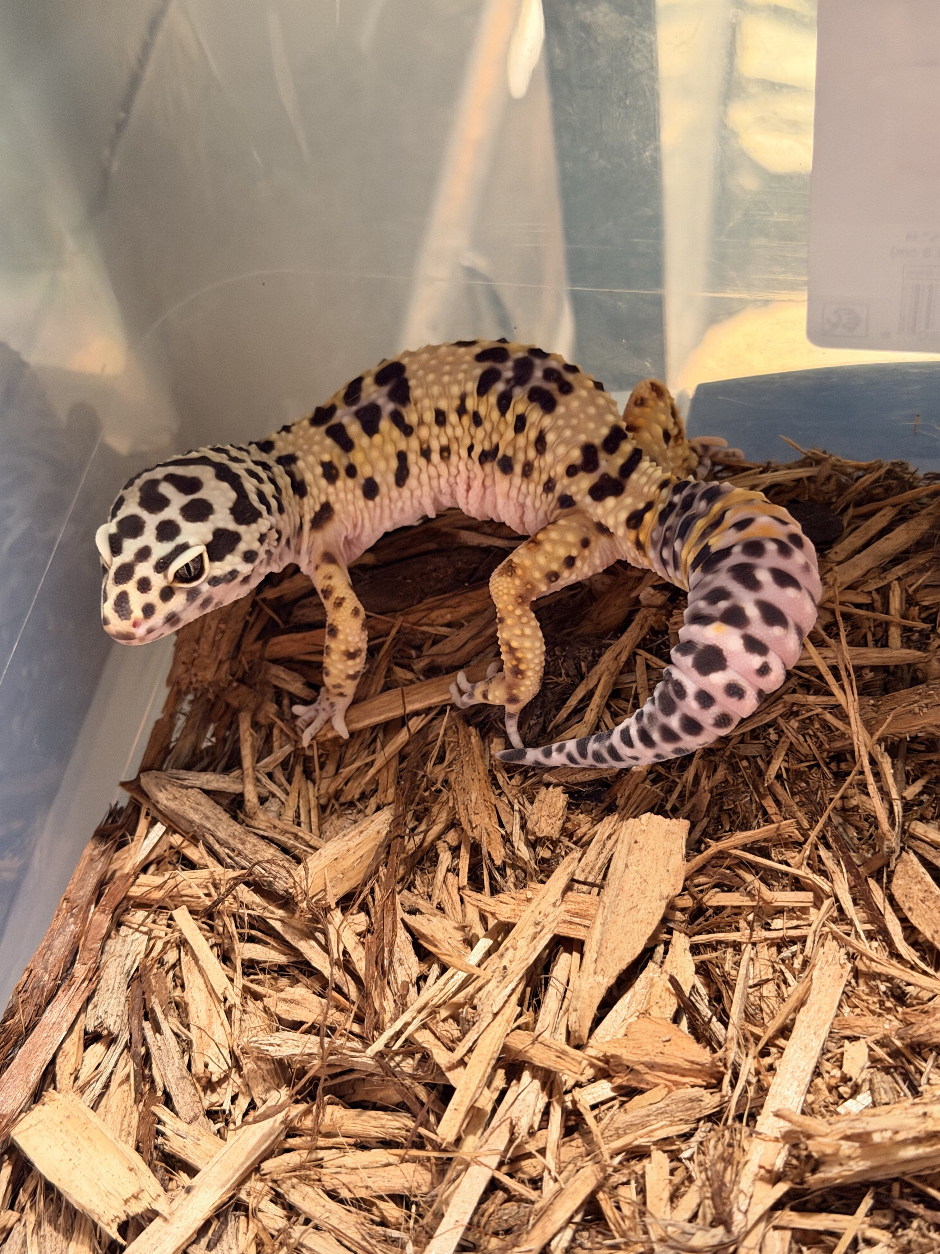 Leopard geckos image 1