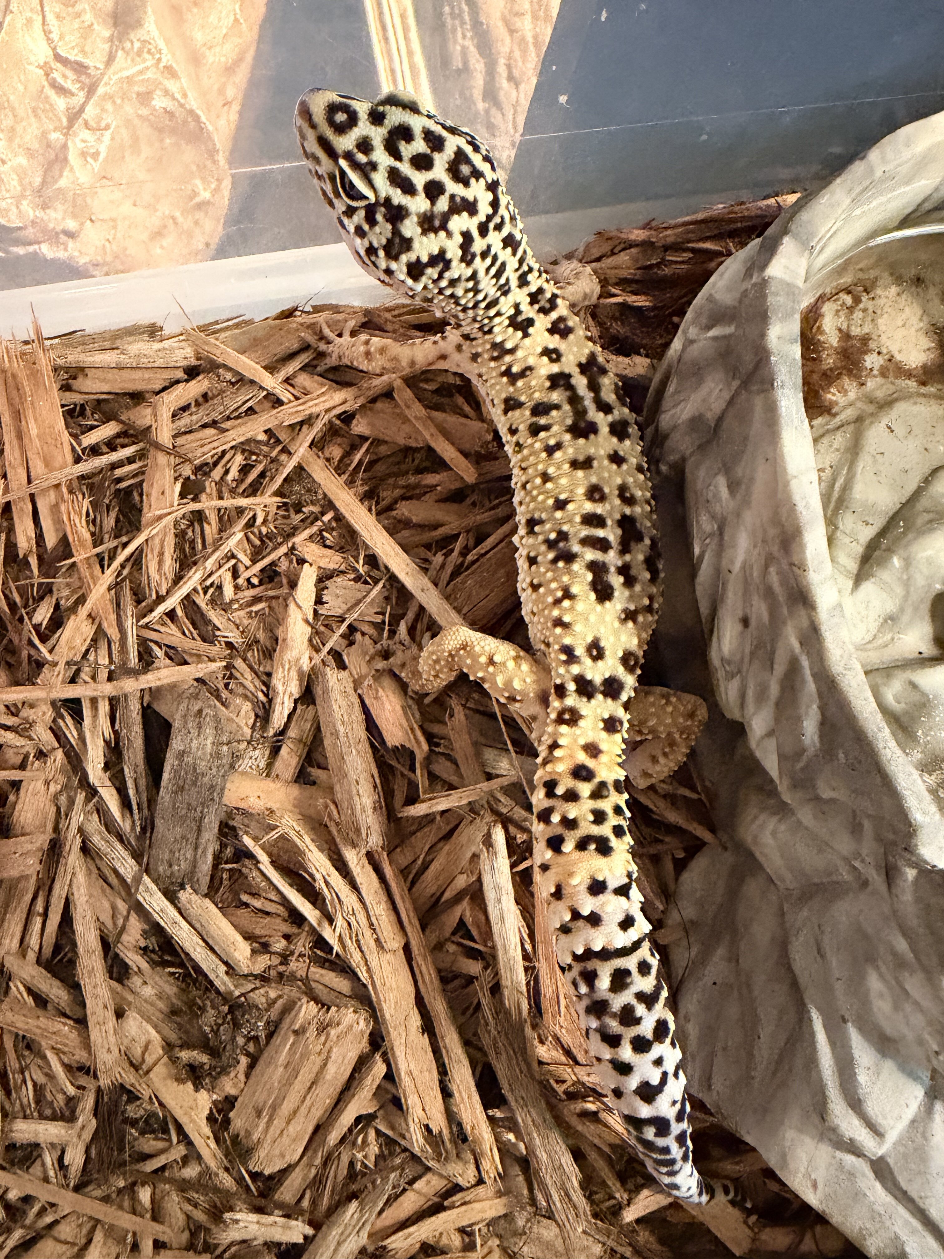 Leopard geckos image 2