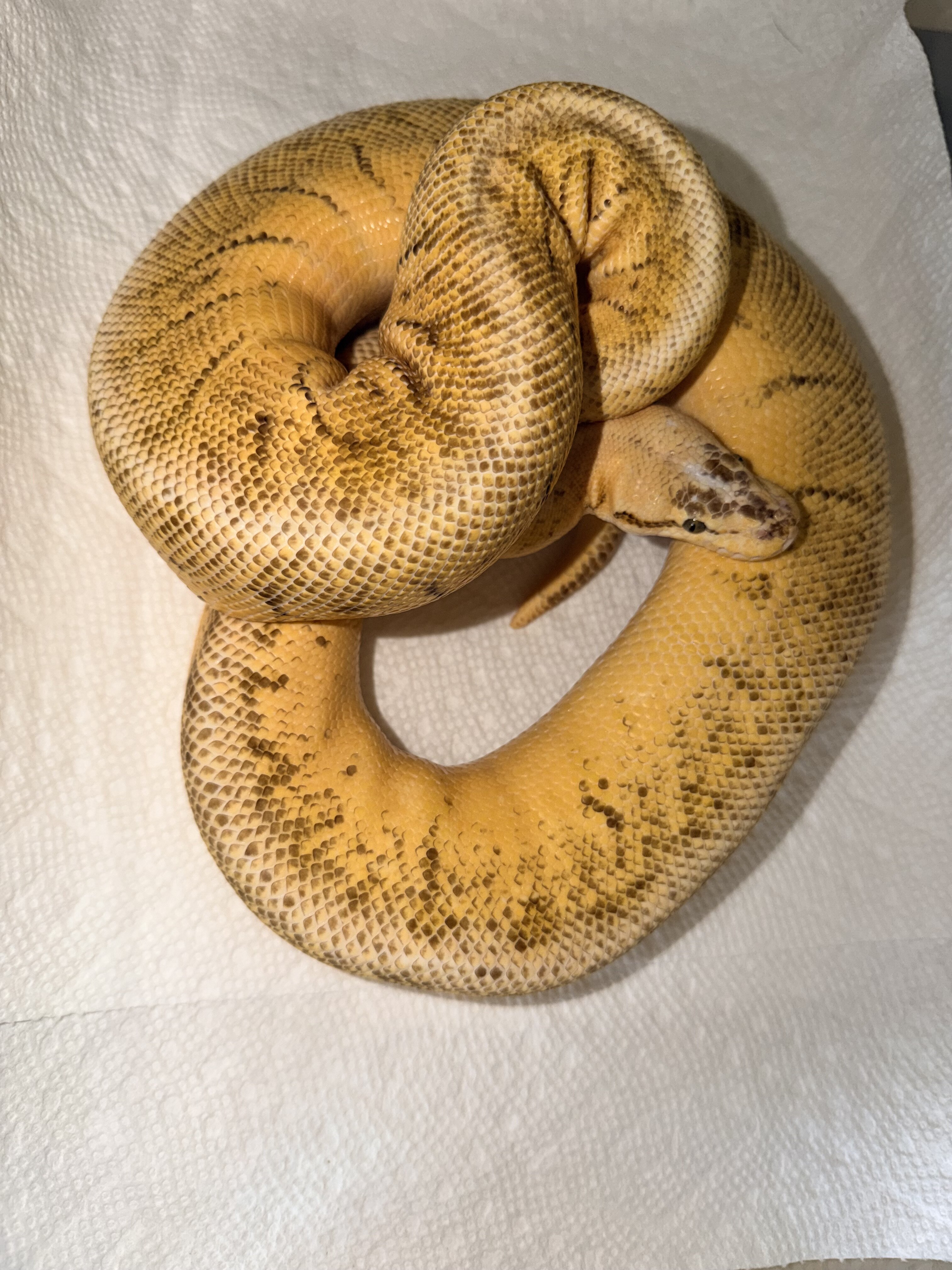 Ball pythons image 5
