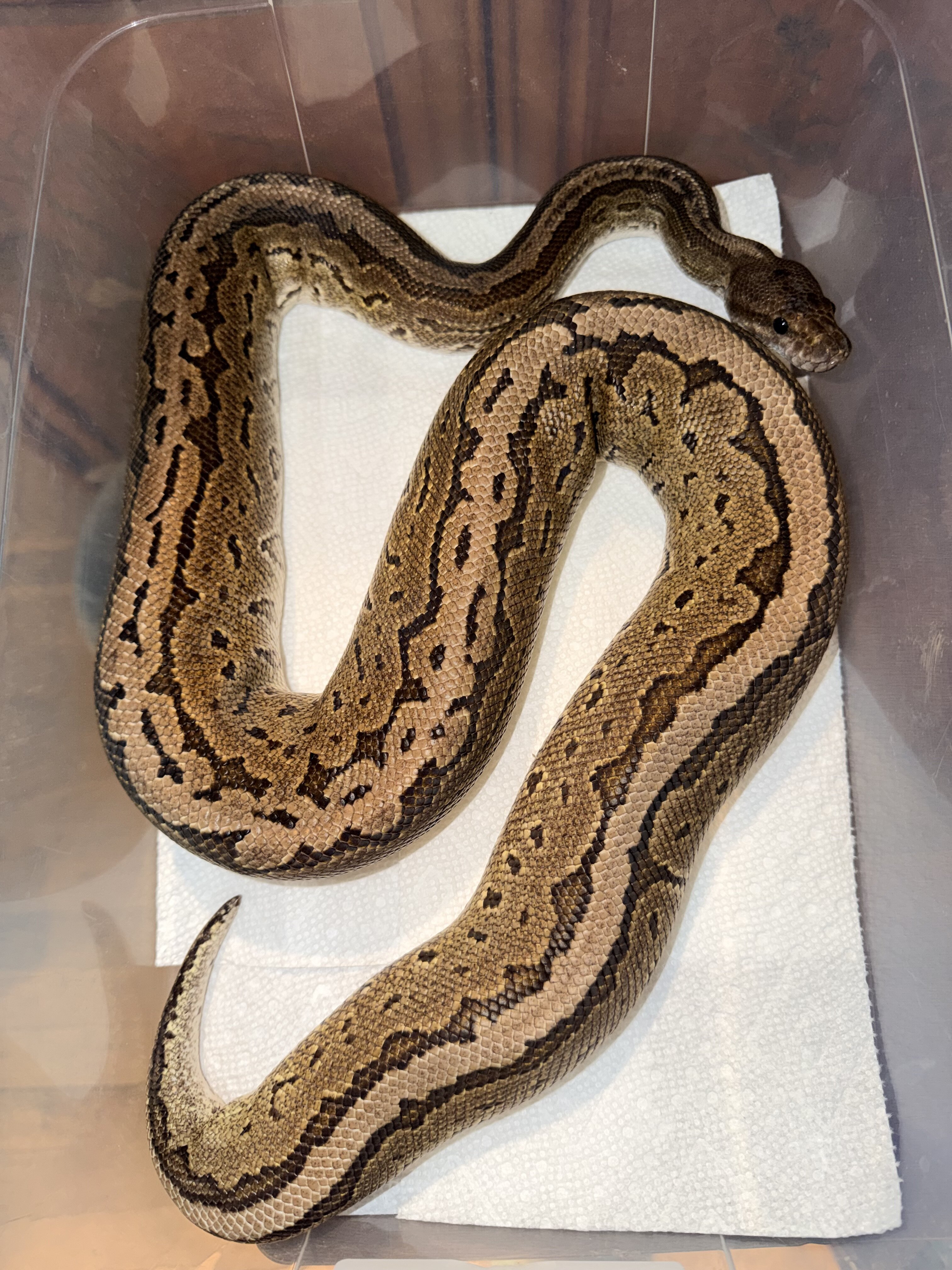Ball pythons image 3