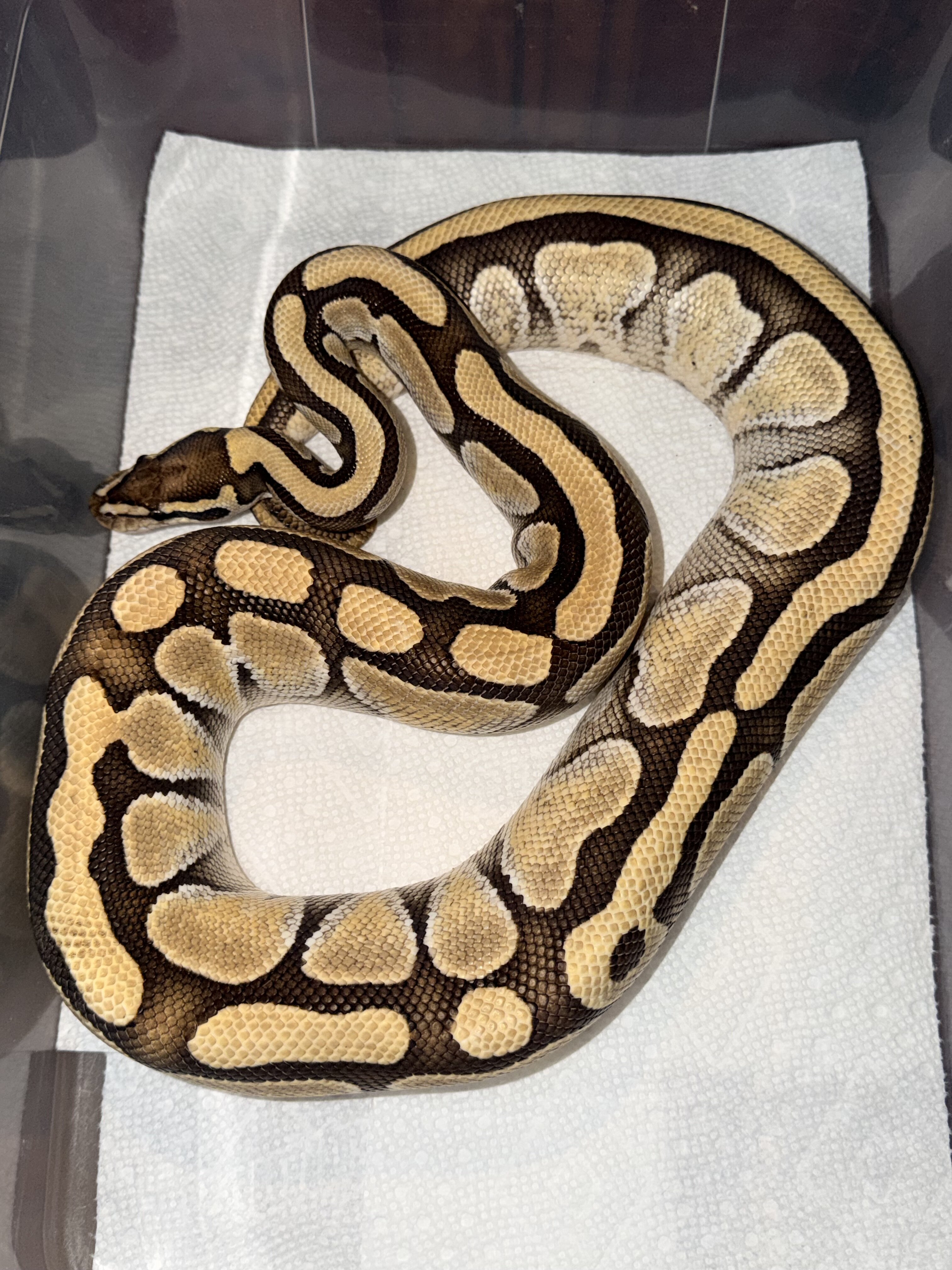 Ball pythons image 1