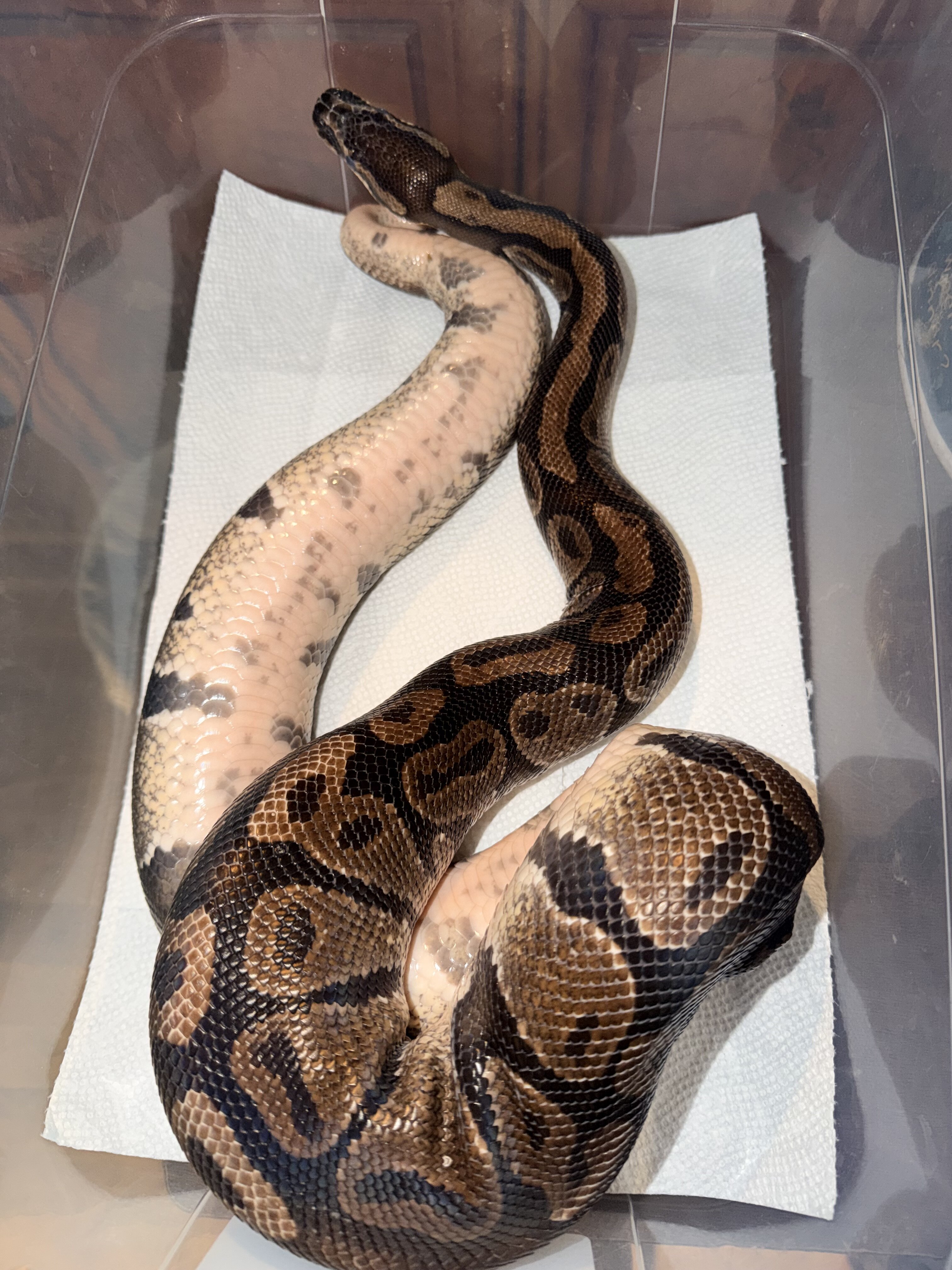 Ball pythons image 2