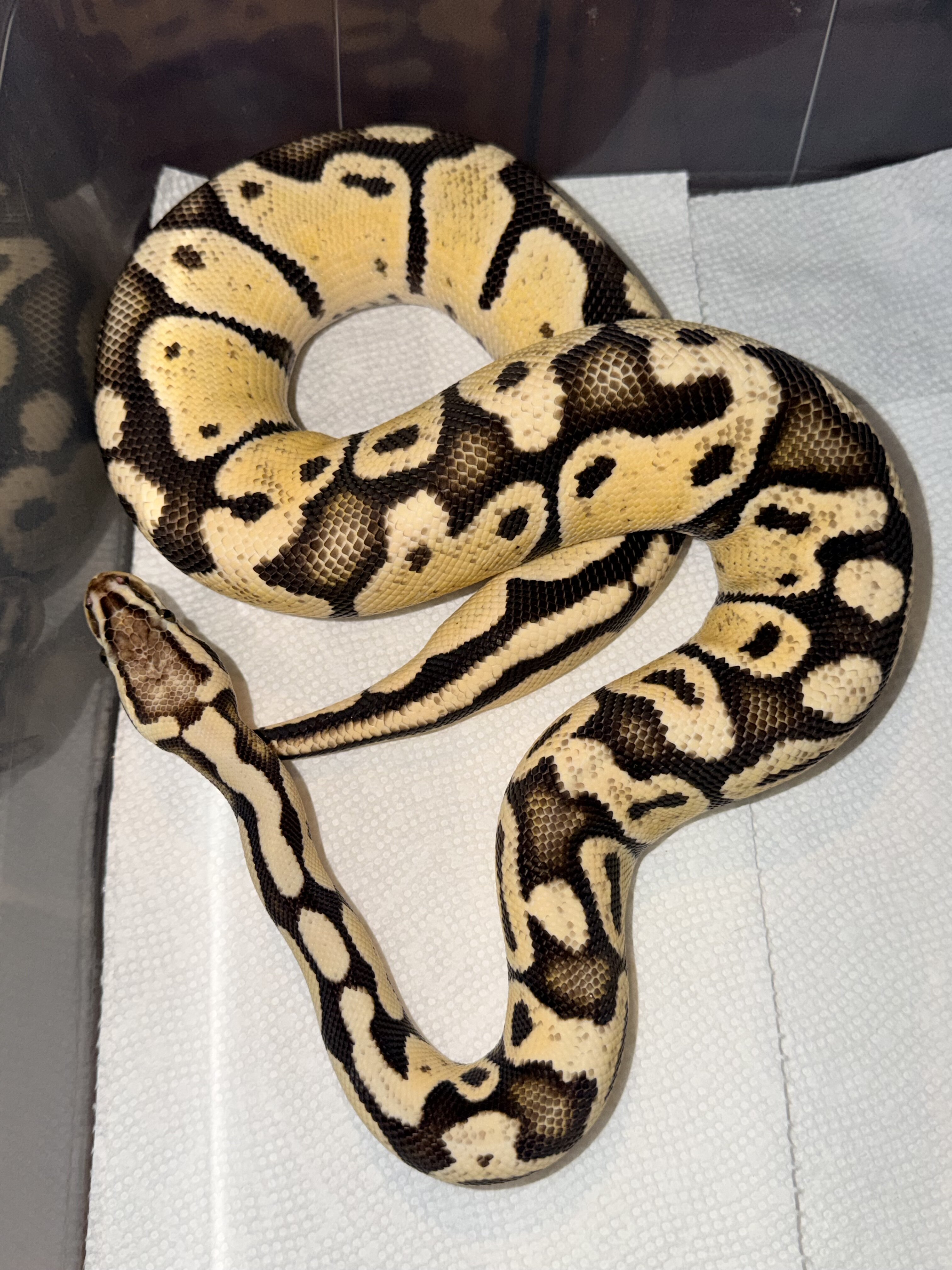 Ball pythons image 4