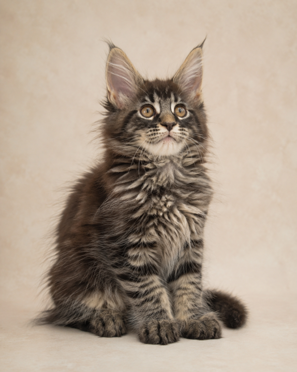 Beautiful Maine Coon Kittens For sale image 5