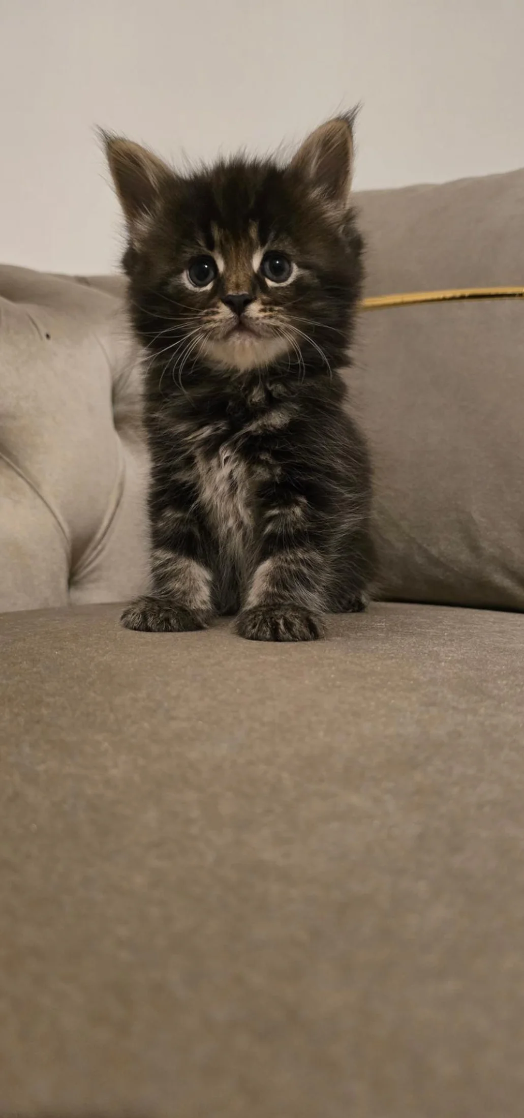 Beautiful Maine Coon Kittens For sale image 1