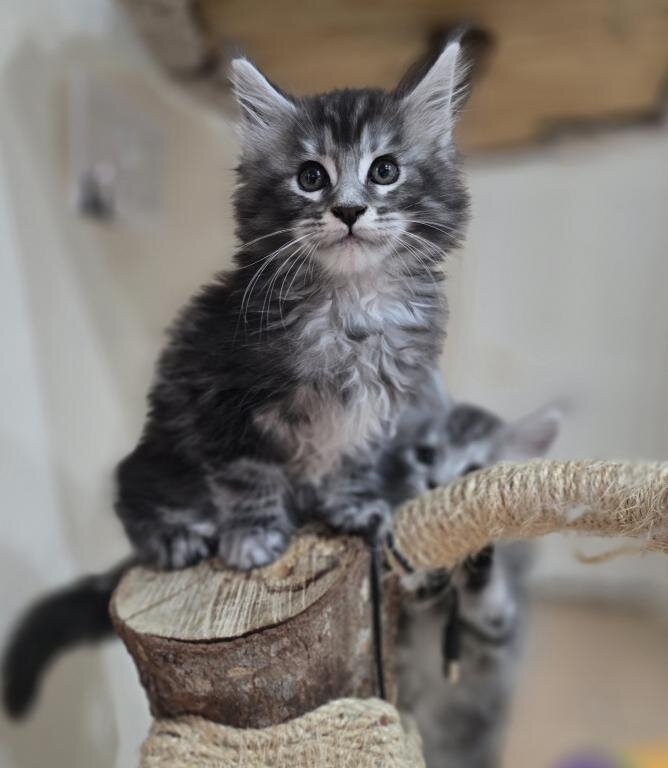 Beautiful Maine Coon Kittens For sale image 4
