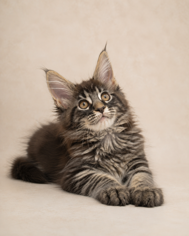 Beautiful Maine Coon Kittens For sale image 2