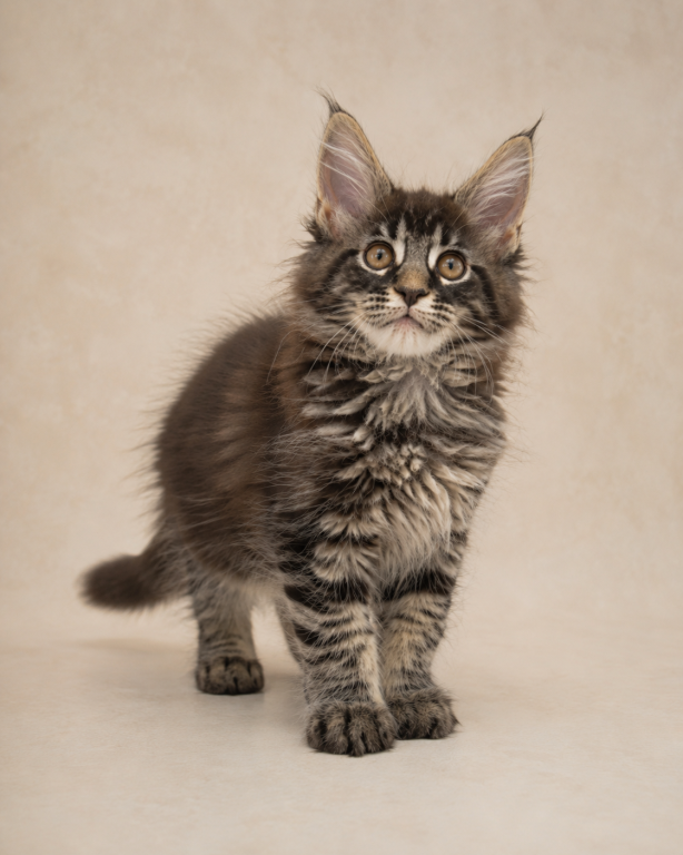 Beautiful Maine Coon Kittens For sale image 6