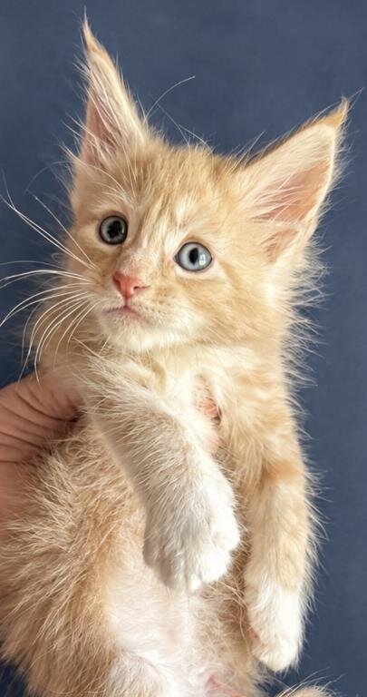 Beautiful Maine Coon Kittens For sale image 3